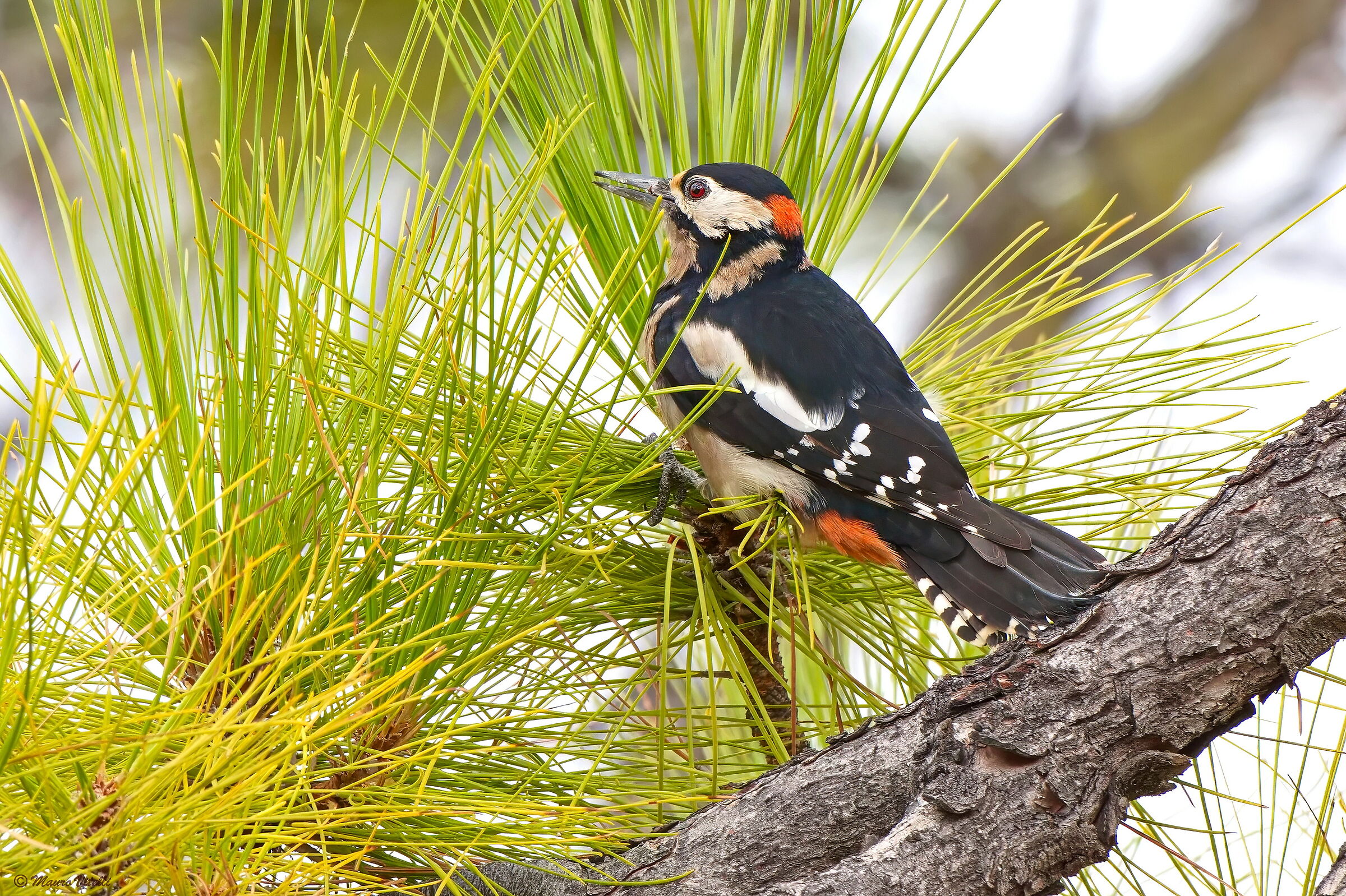 Great Spotted Woodpecker (Dendrocopos major)