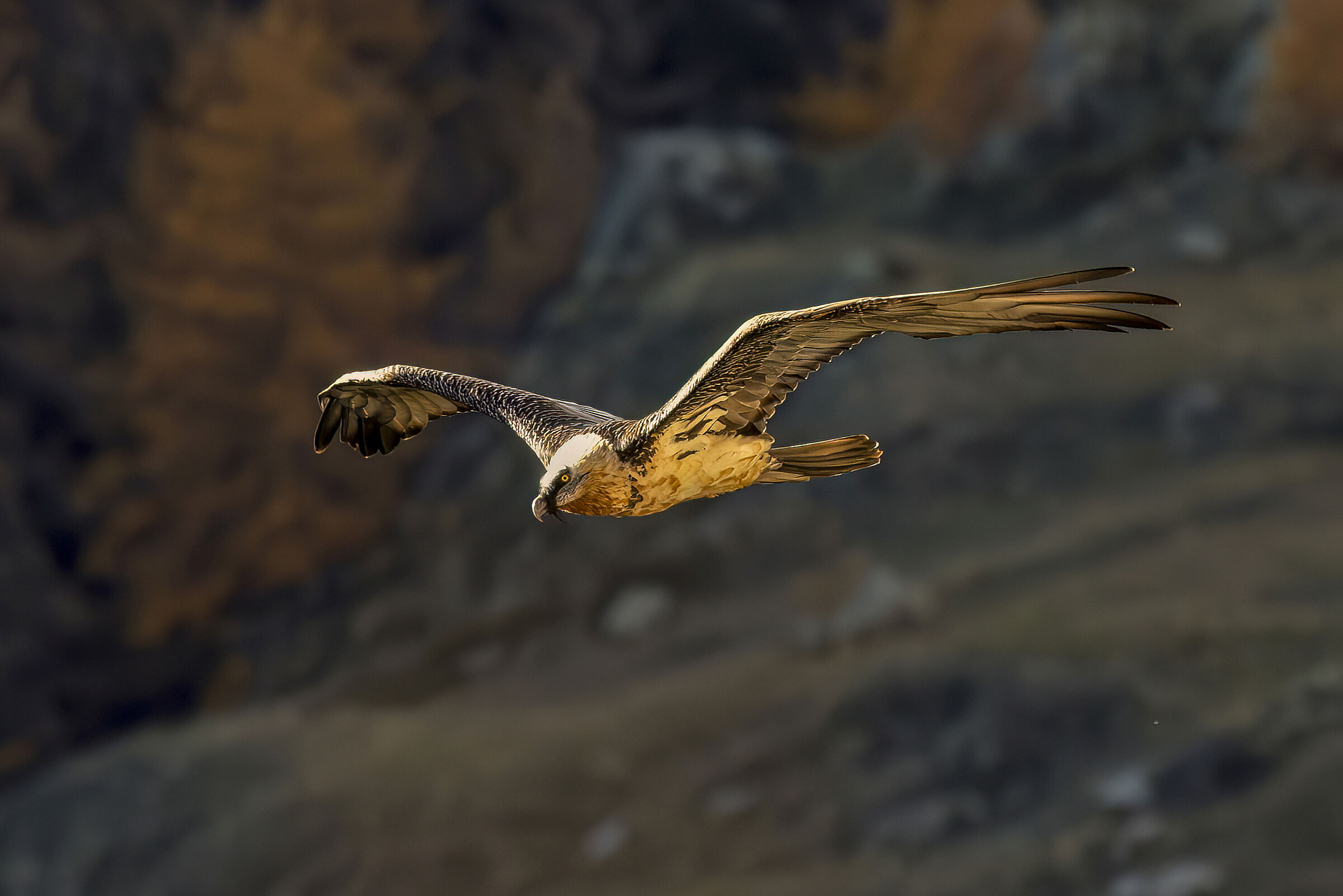 in the golden light...