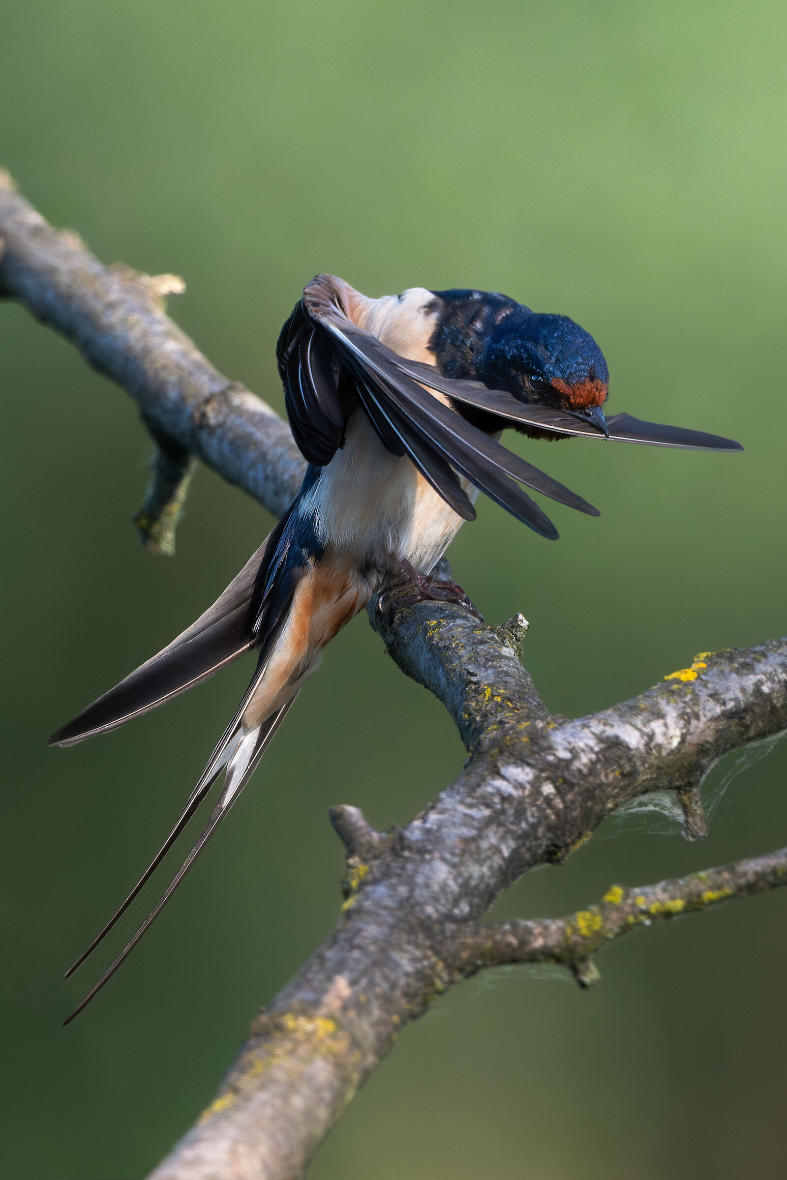 Swallow