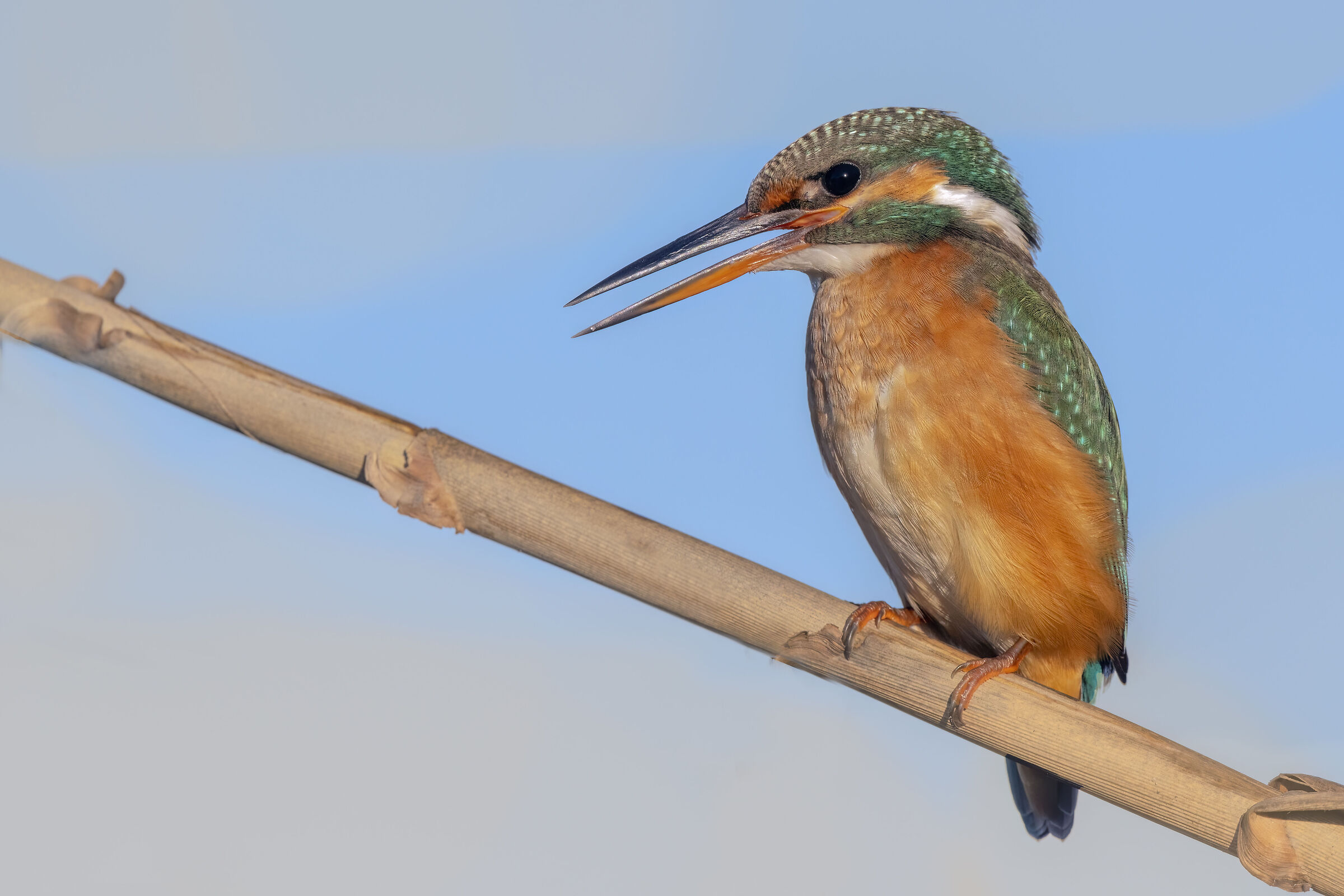 Kingfisher