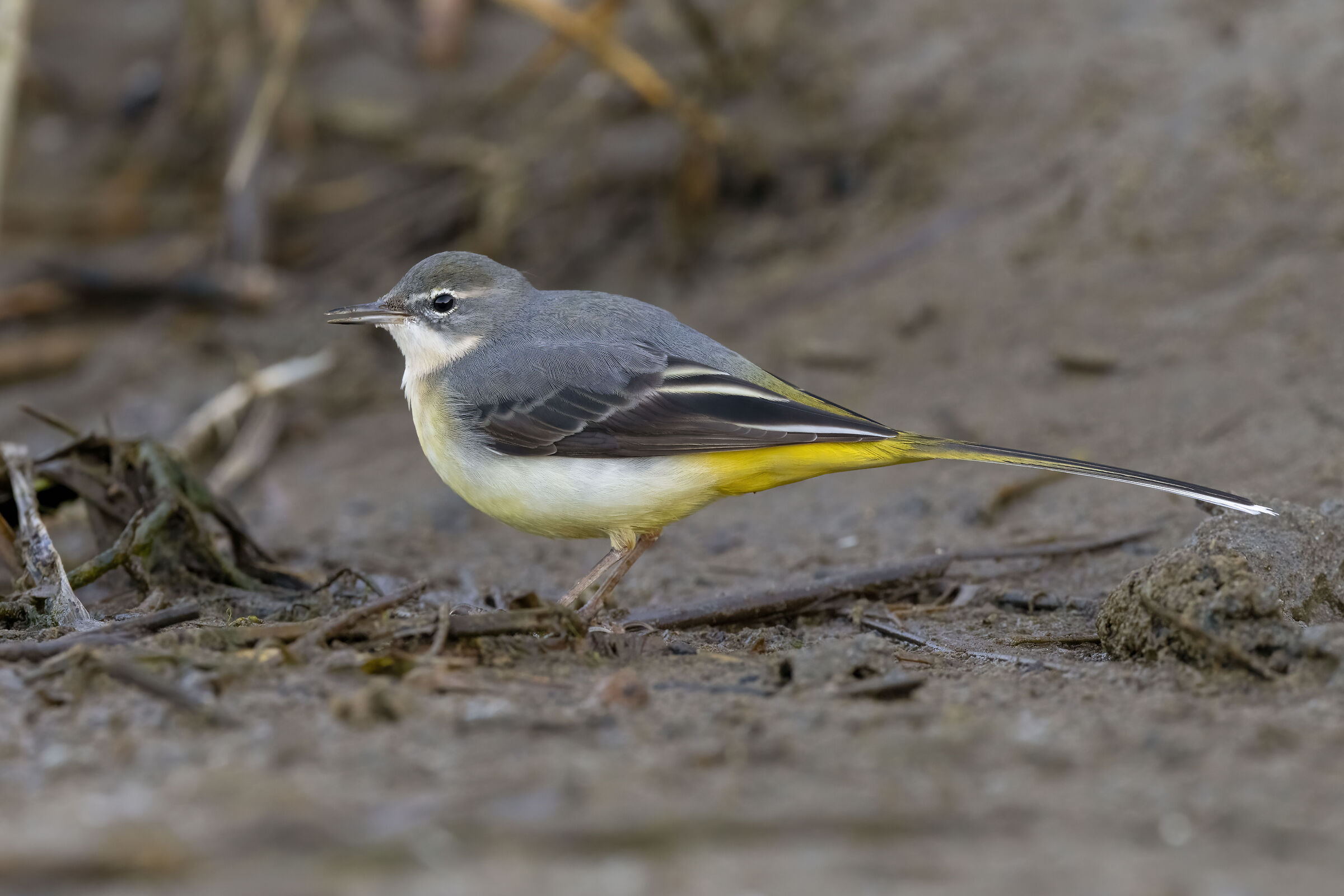 Grey wagtail