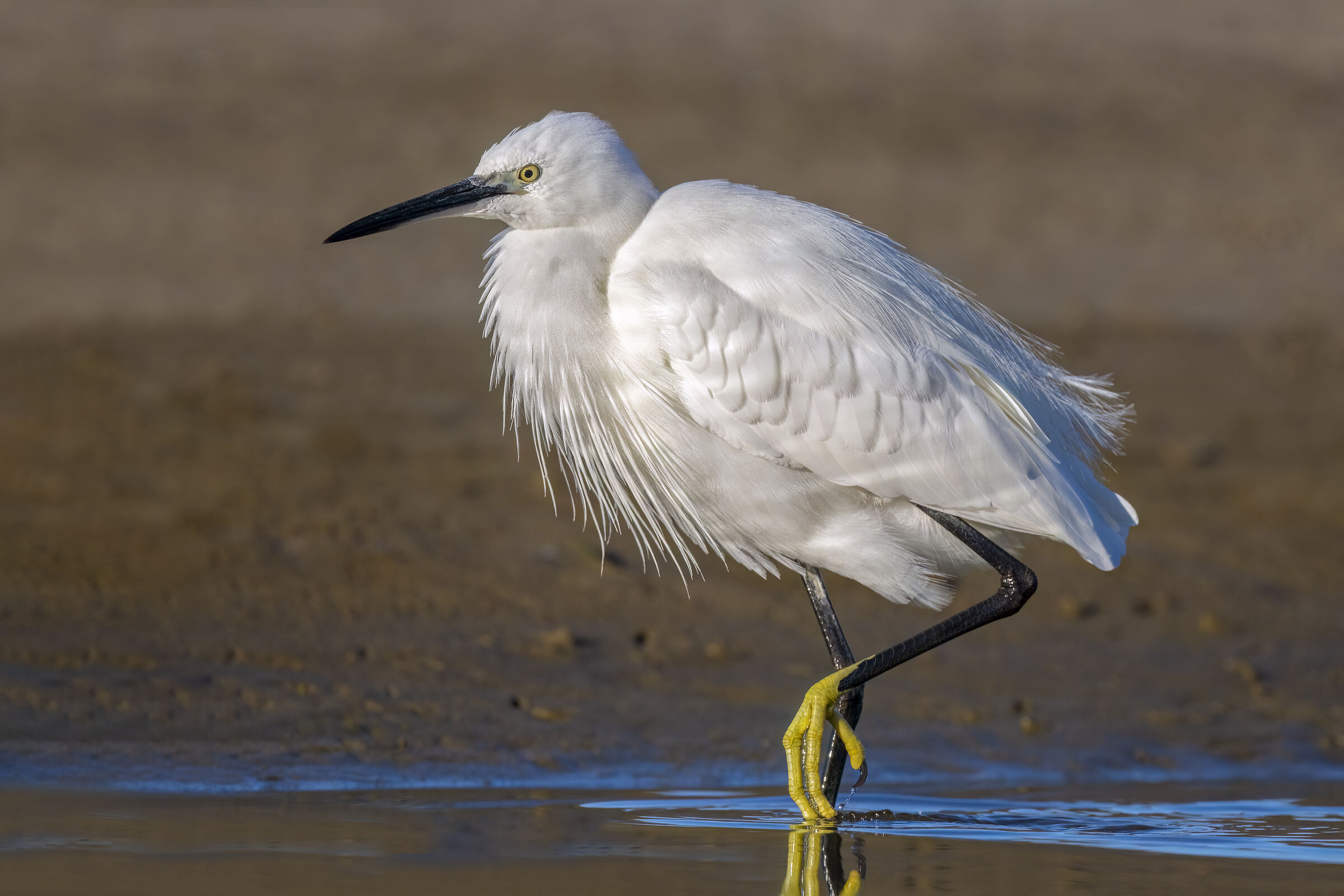 Matted egret