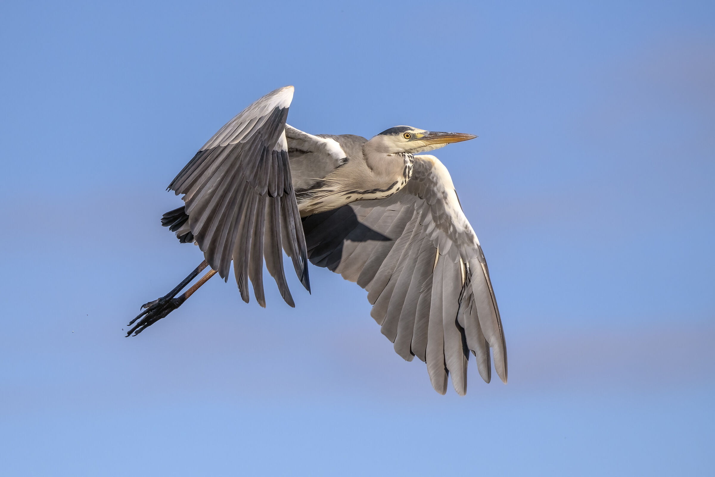 Heron in flight