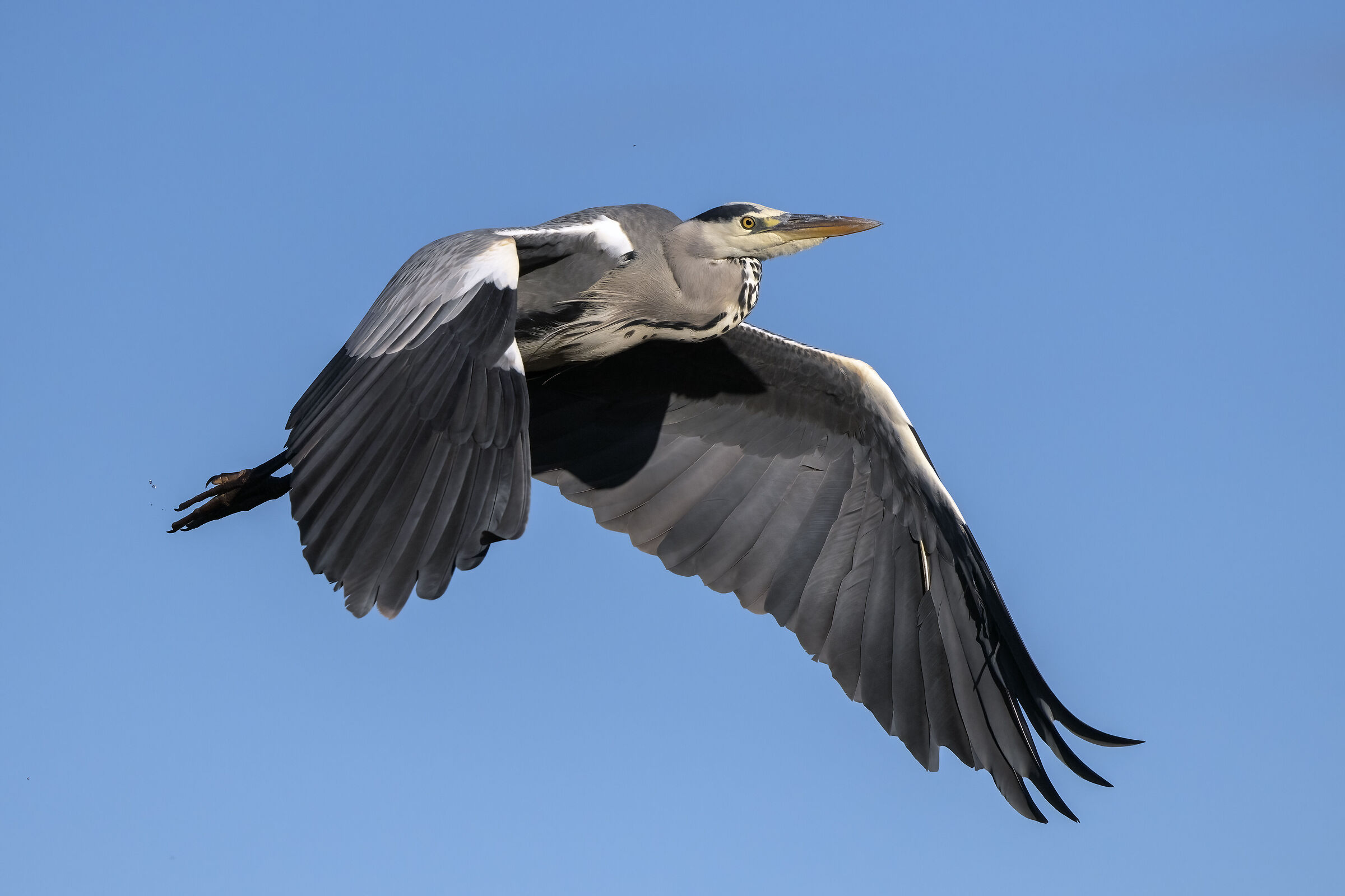 Grey Heron in flight