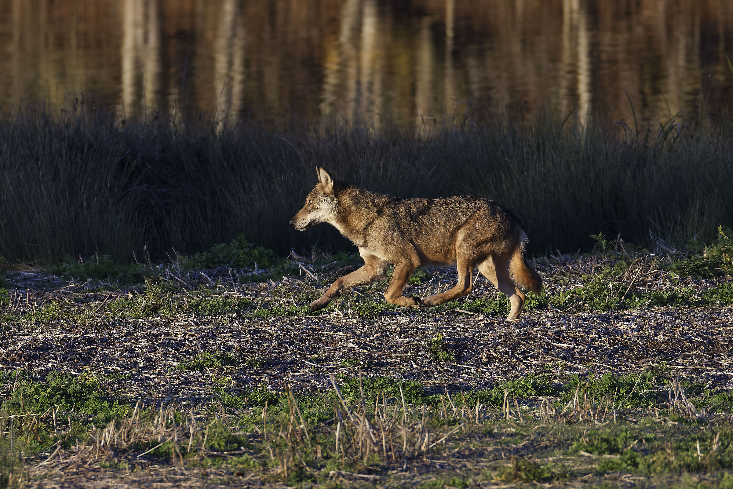 My friend Wolf came to visit me again...