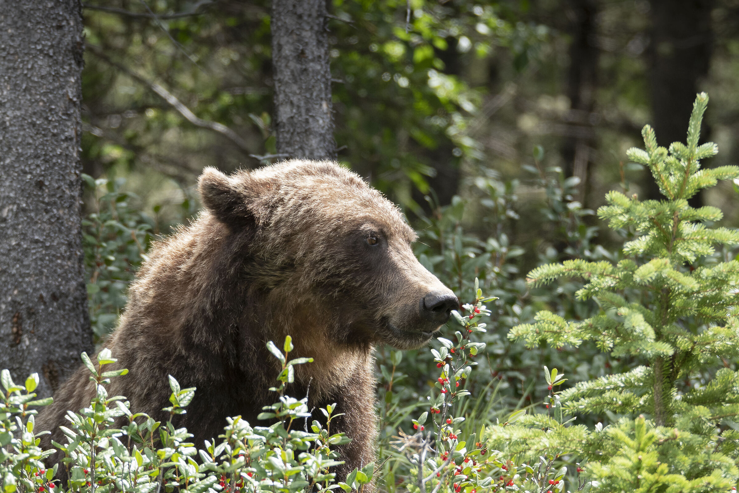 Grizzly bear