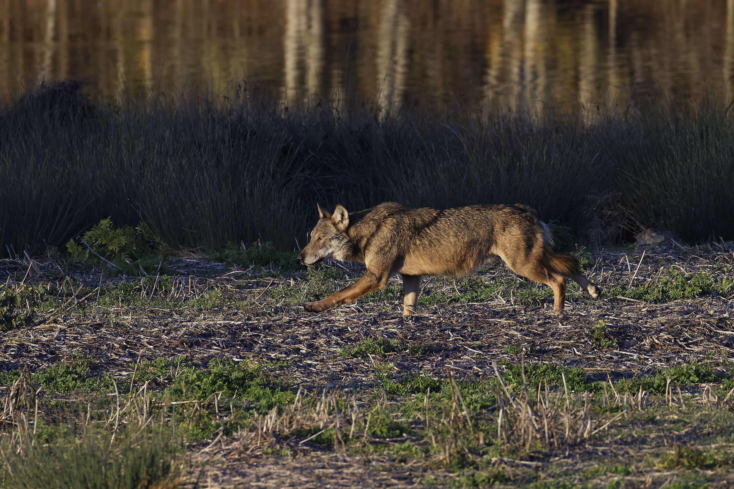 My friend Wolf came to visit me again...