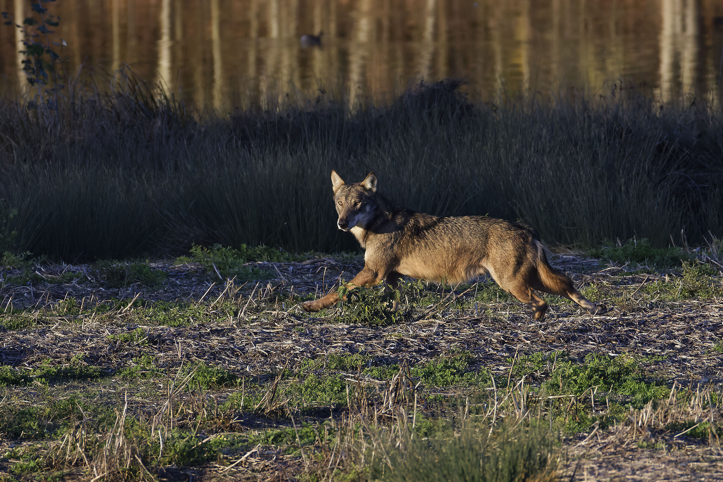 My friend Wolf came to visit me again...