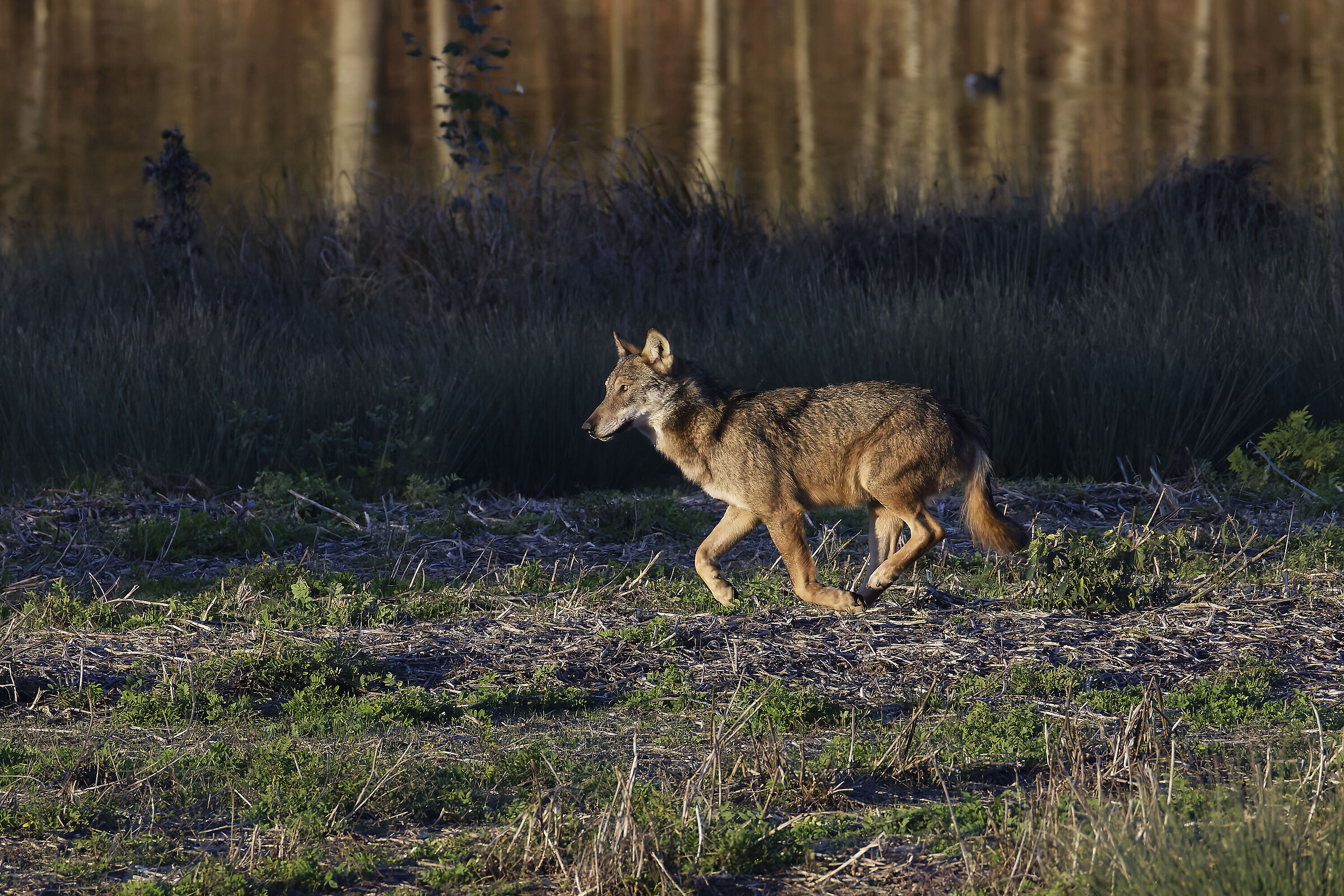 My friend Wolf came to visit me again...