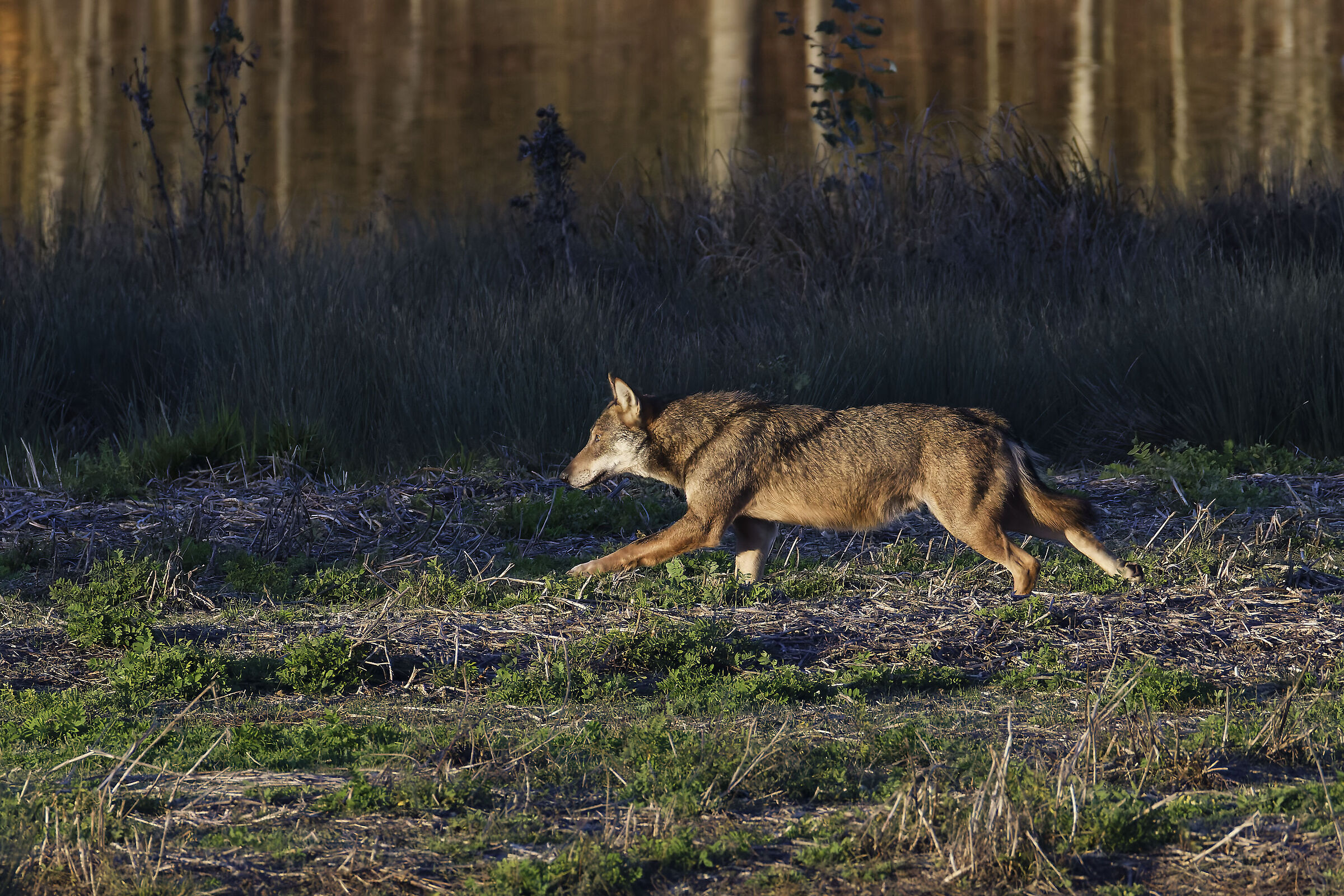 My friend Wolf came to visit me again...