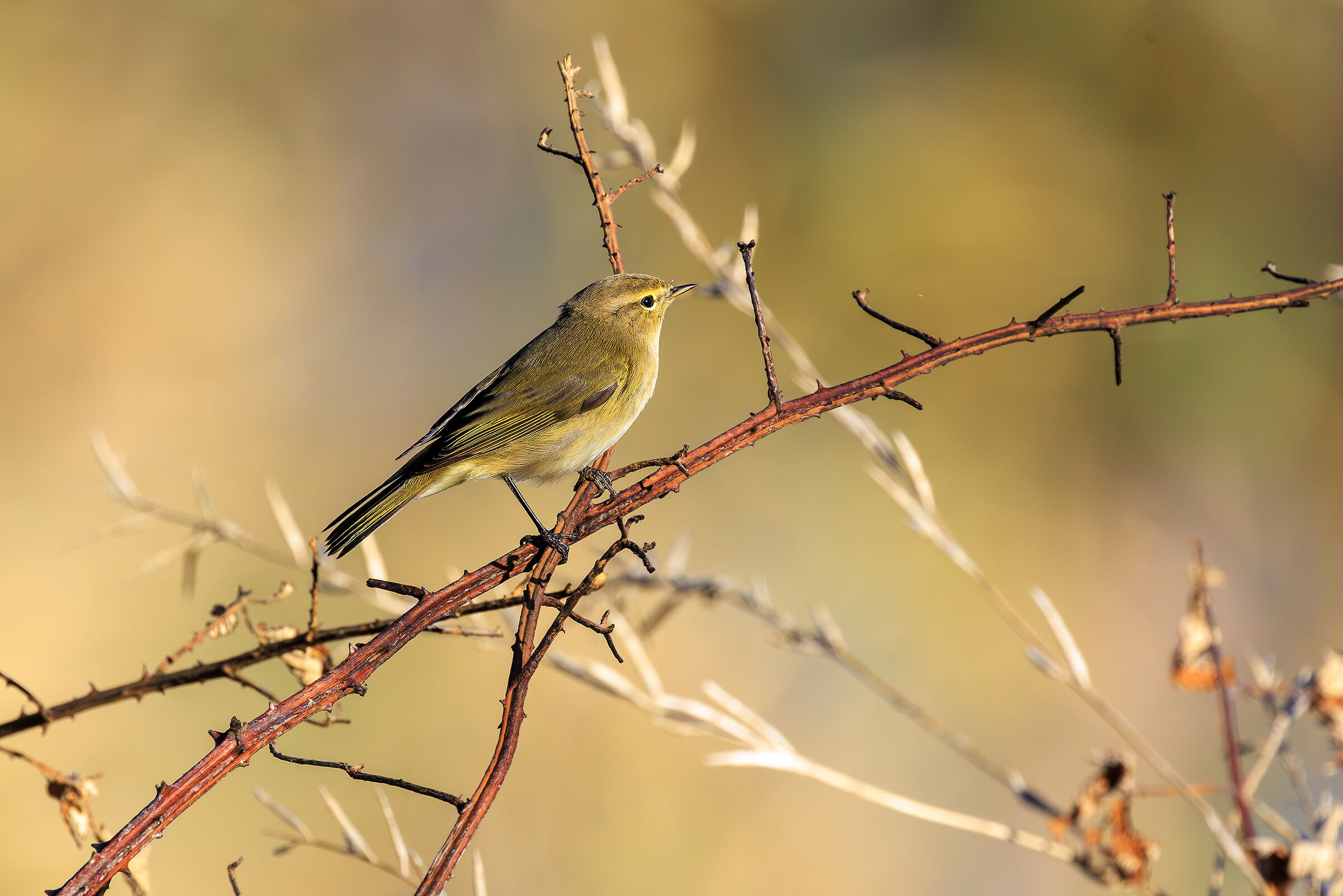 Chiffchaff