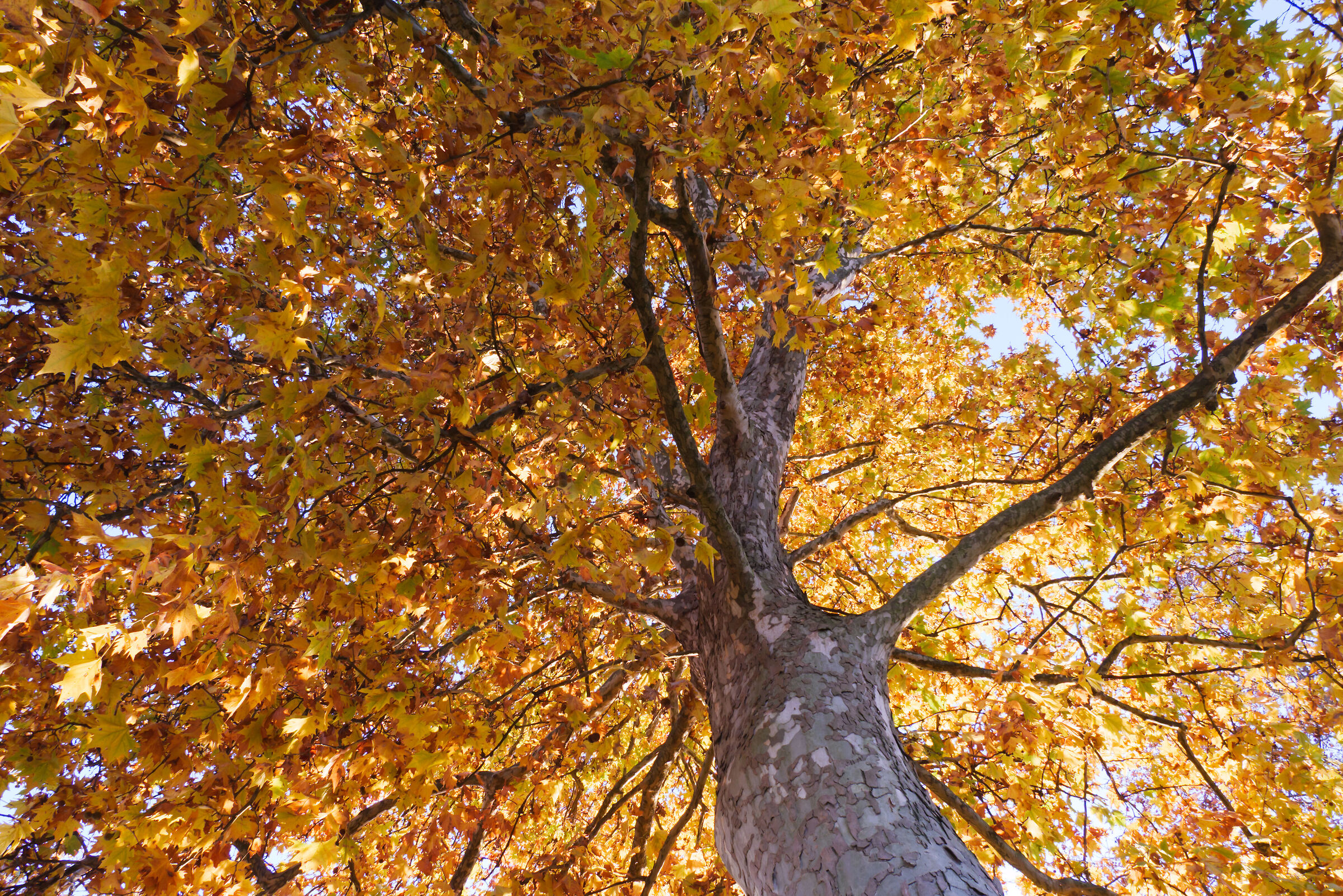 Foliage