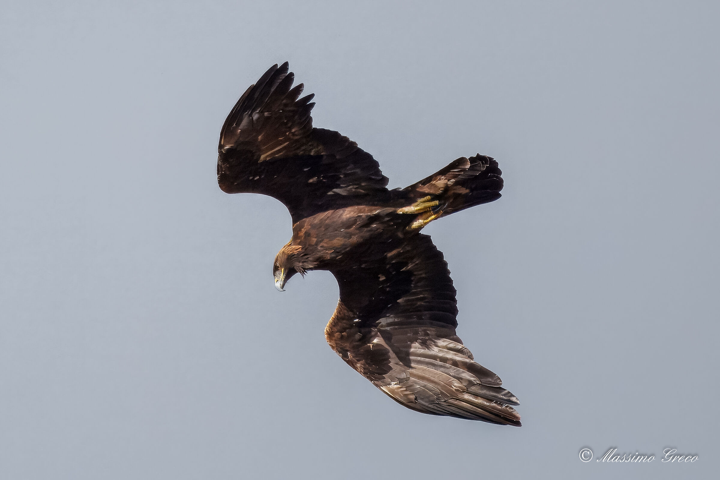 Golden Eagle (Aquila chrysaetos)
