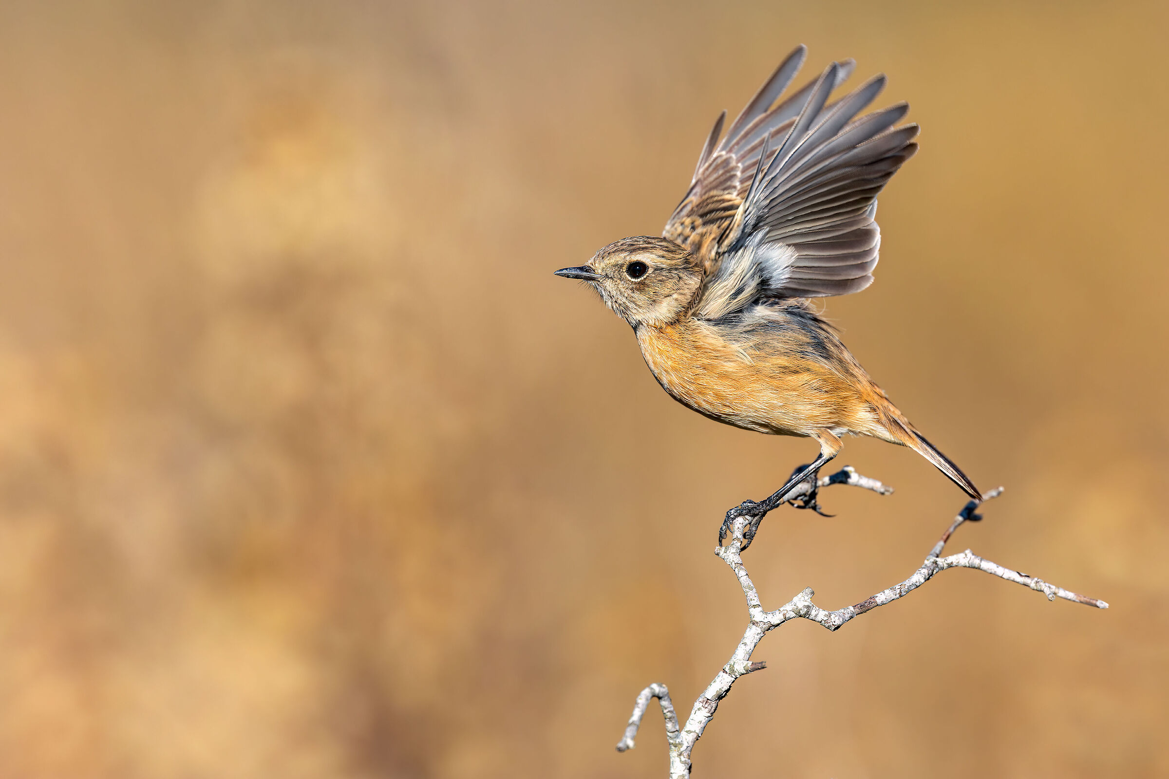 Stonechat, Female