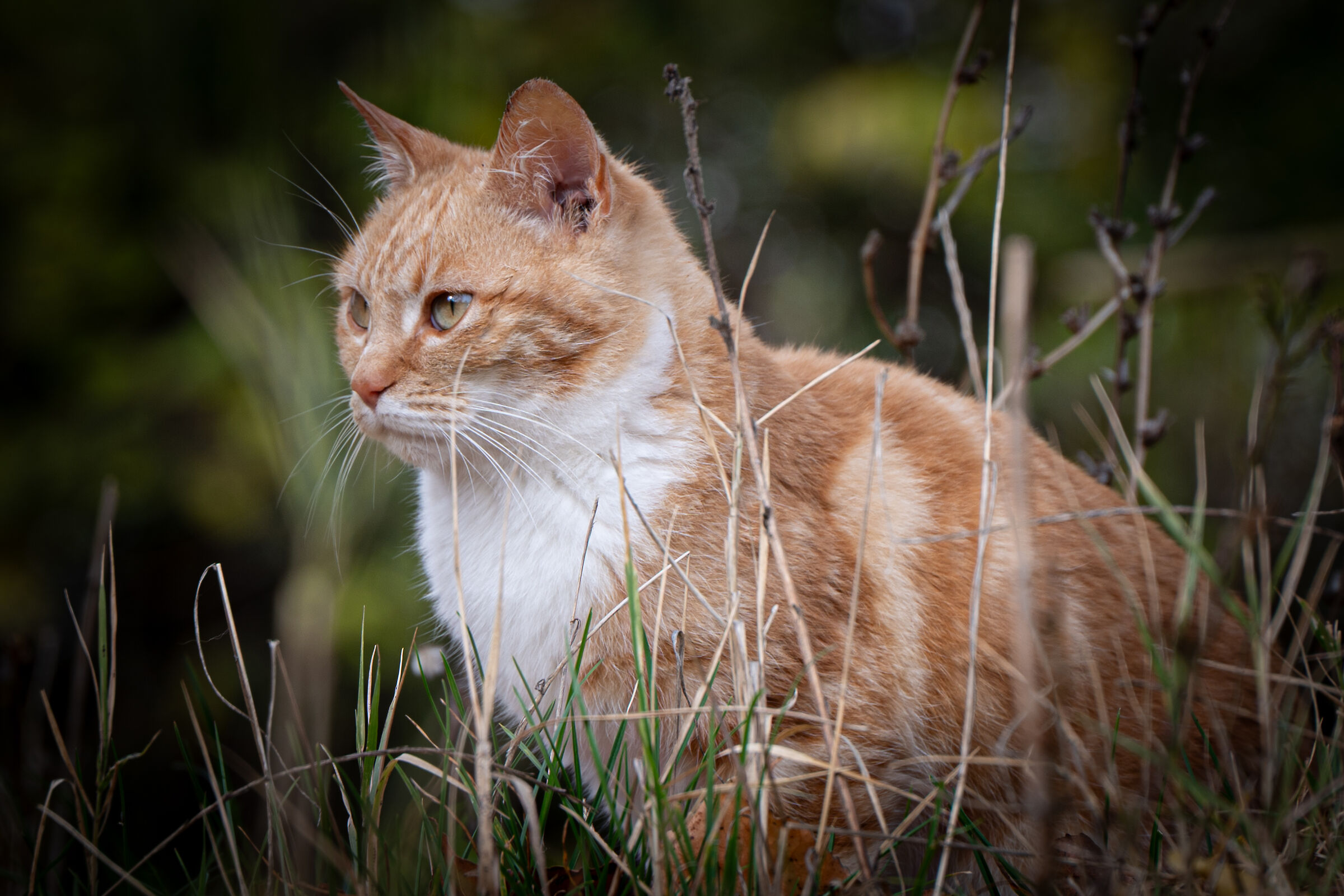 Cat observing in the middle of wild grass