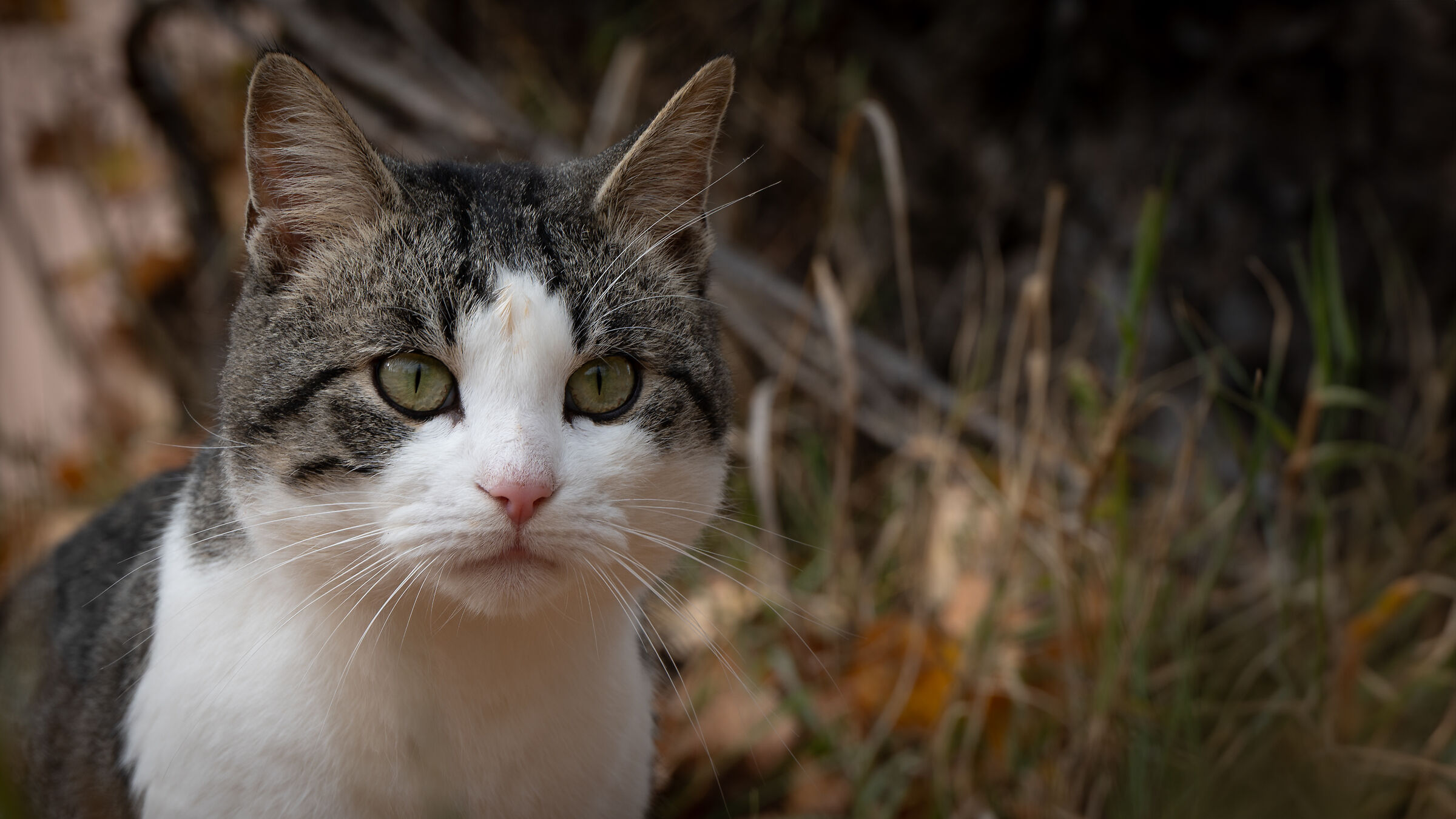 Cat observing the scene