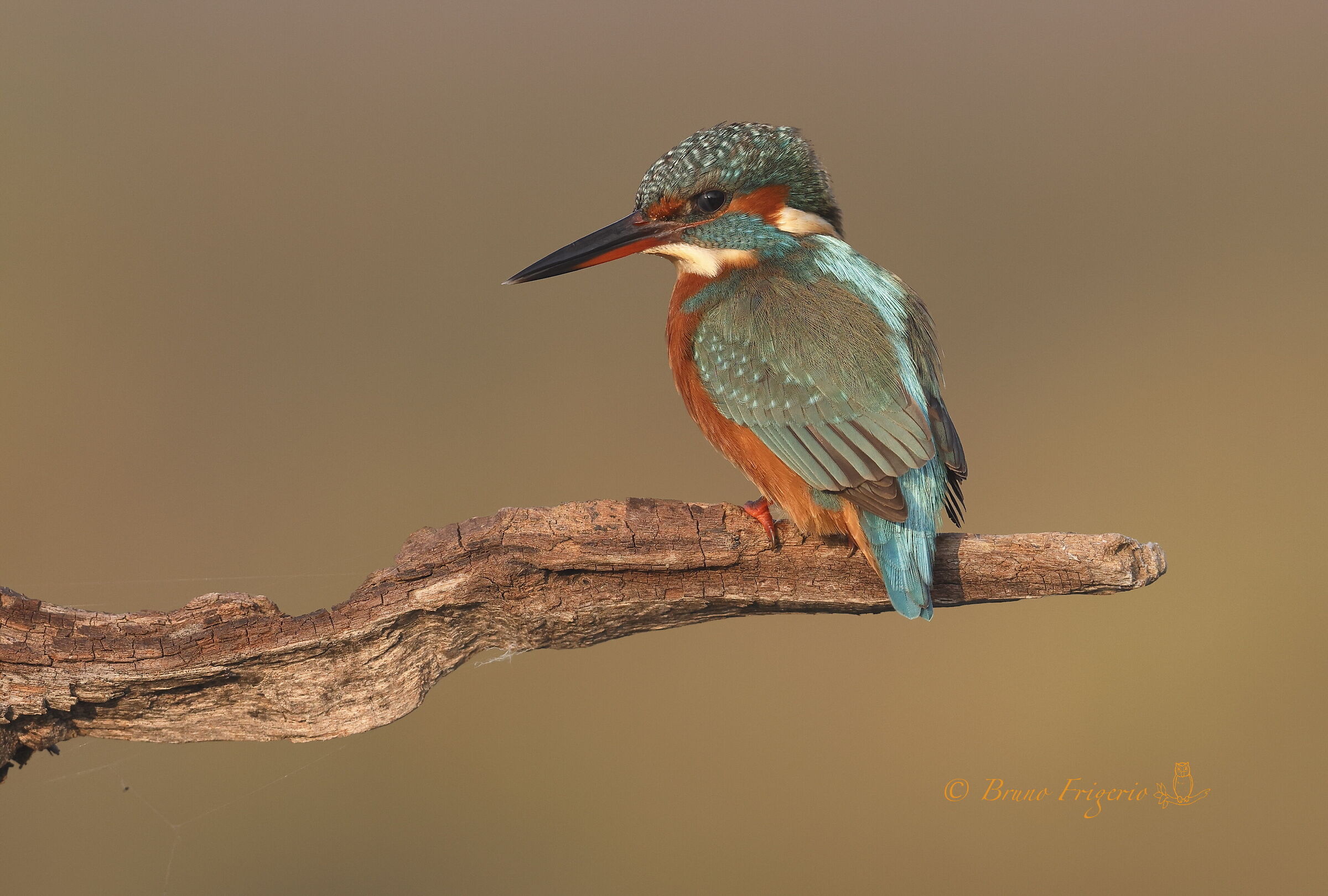 kingfisher