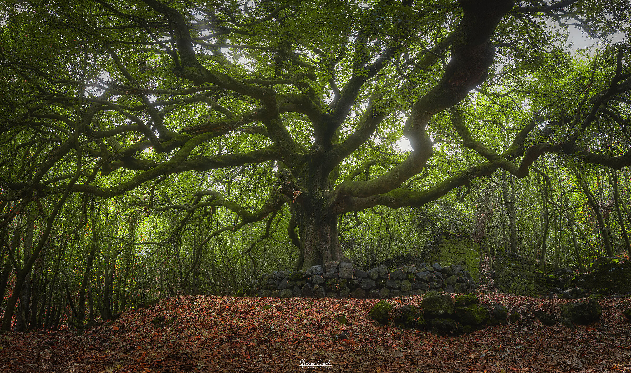 Ilice di Carrinu - Etna