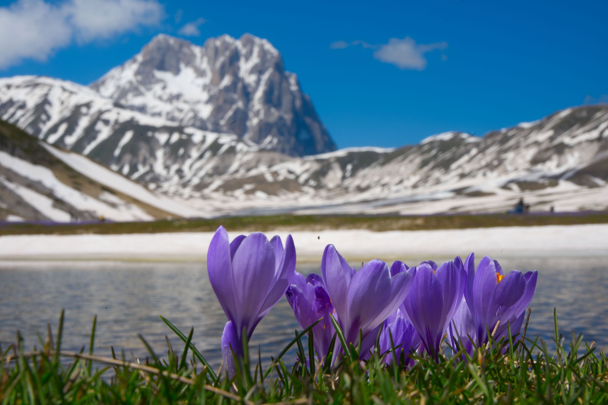 Crocus, Lake Pietran Pietranzoni, Gran Sasso d'Italia