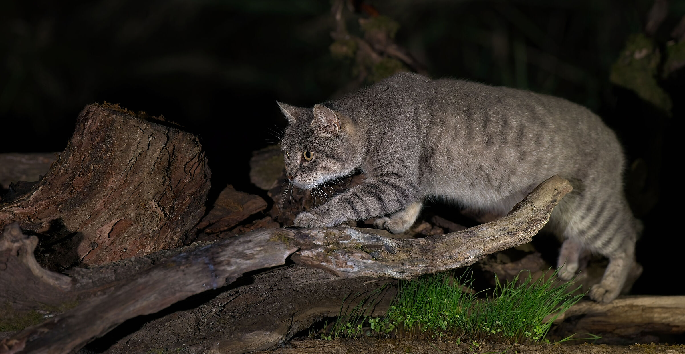 Gatto selvatico Africano lybico