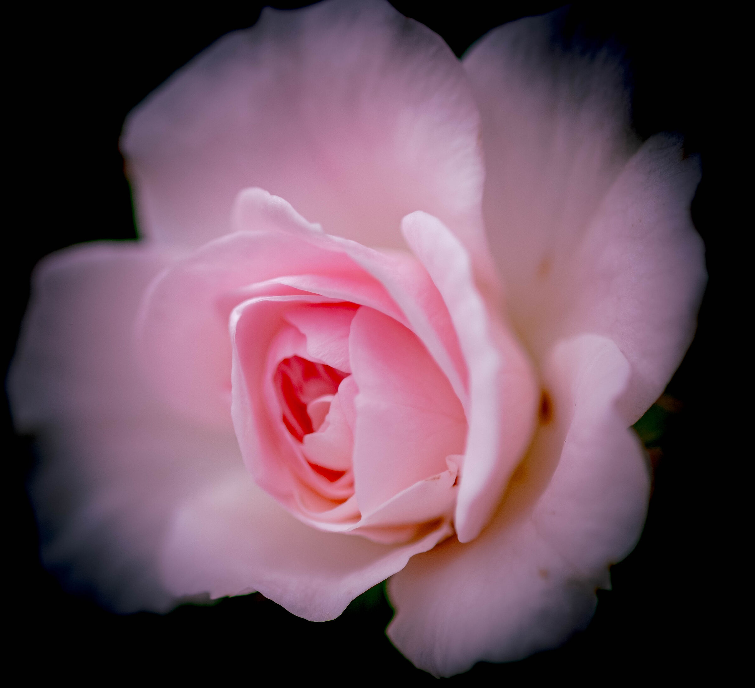 If roses had ears too