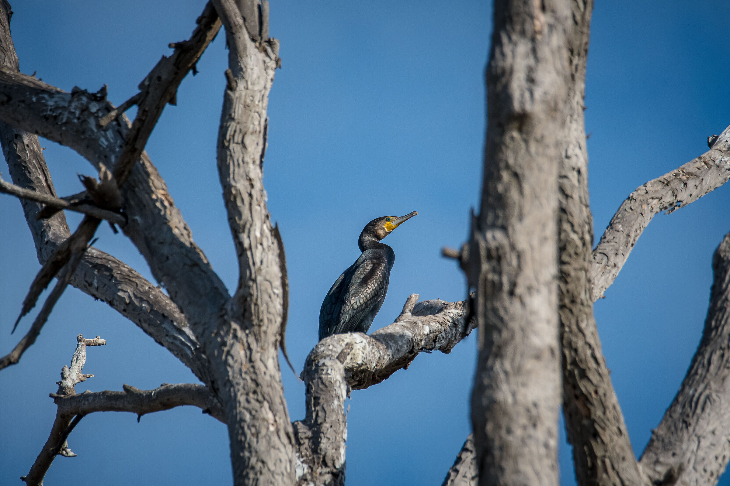 Cormorano tra i rami secchi sul Litorale Romano