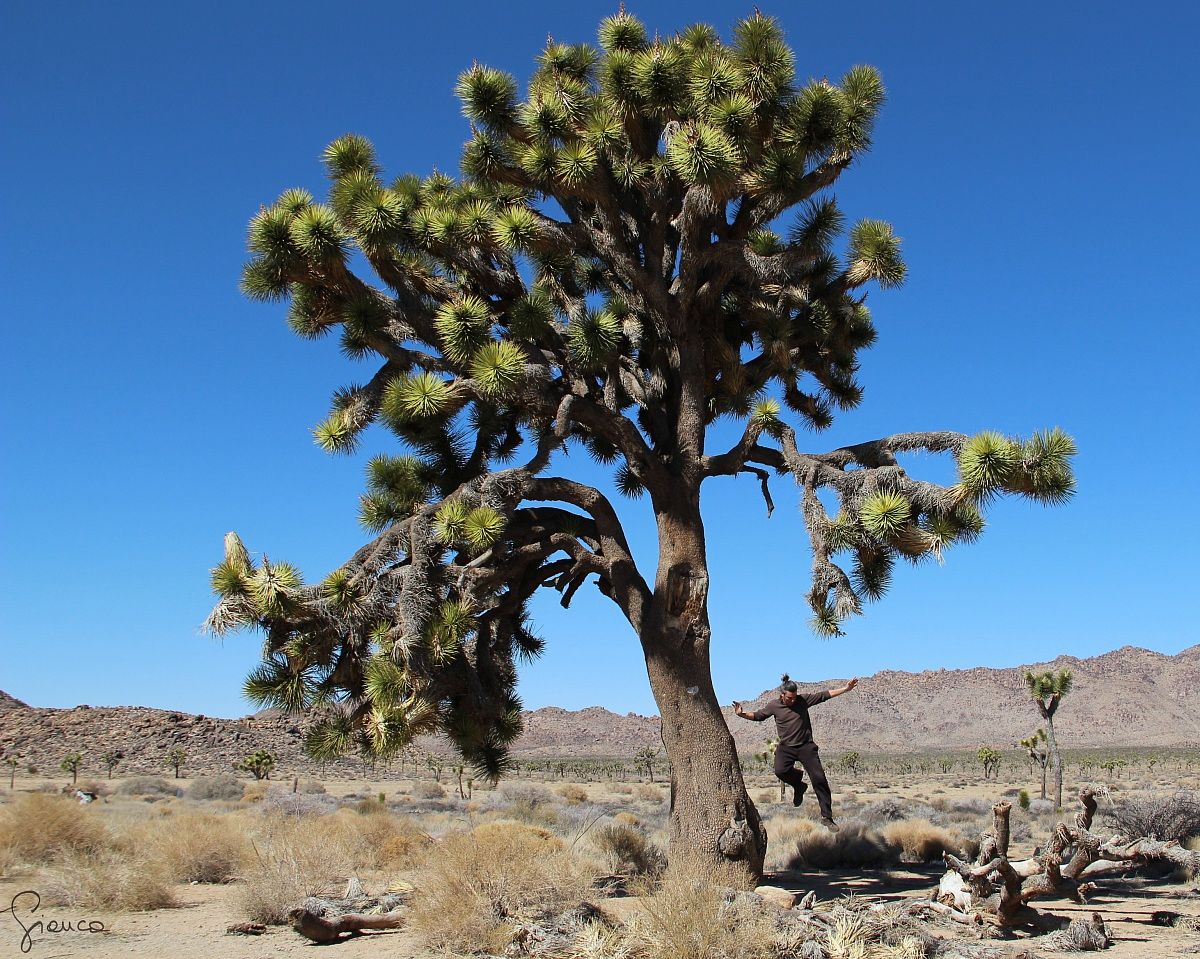Joshua Tree NP