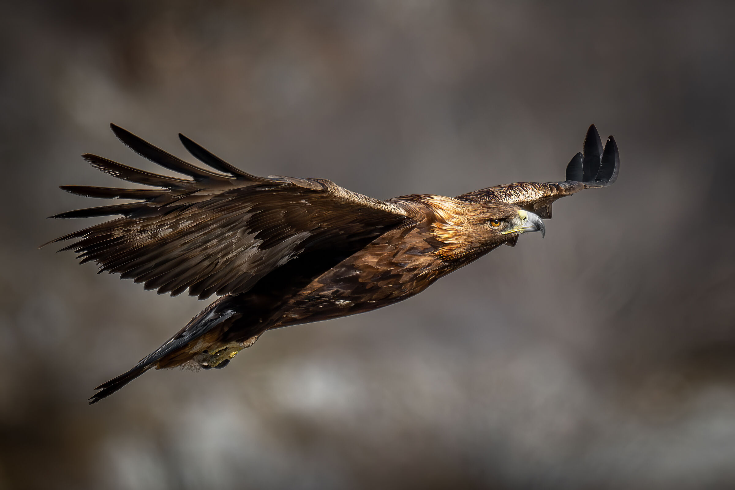 The most beautiful eagle!