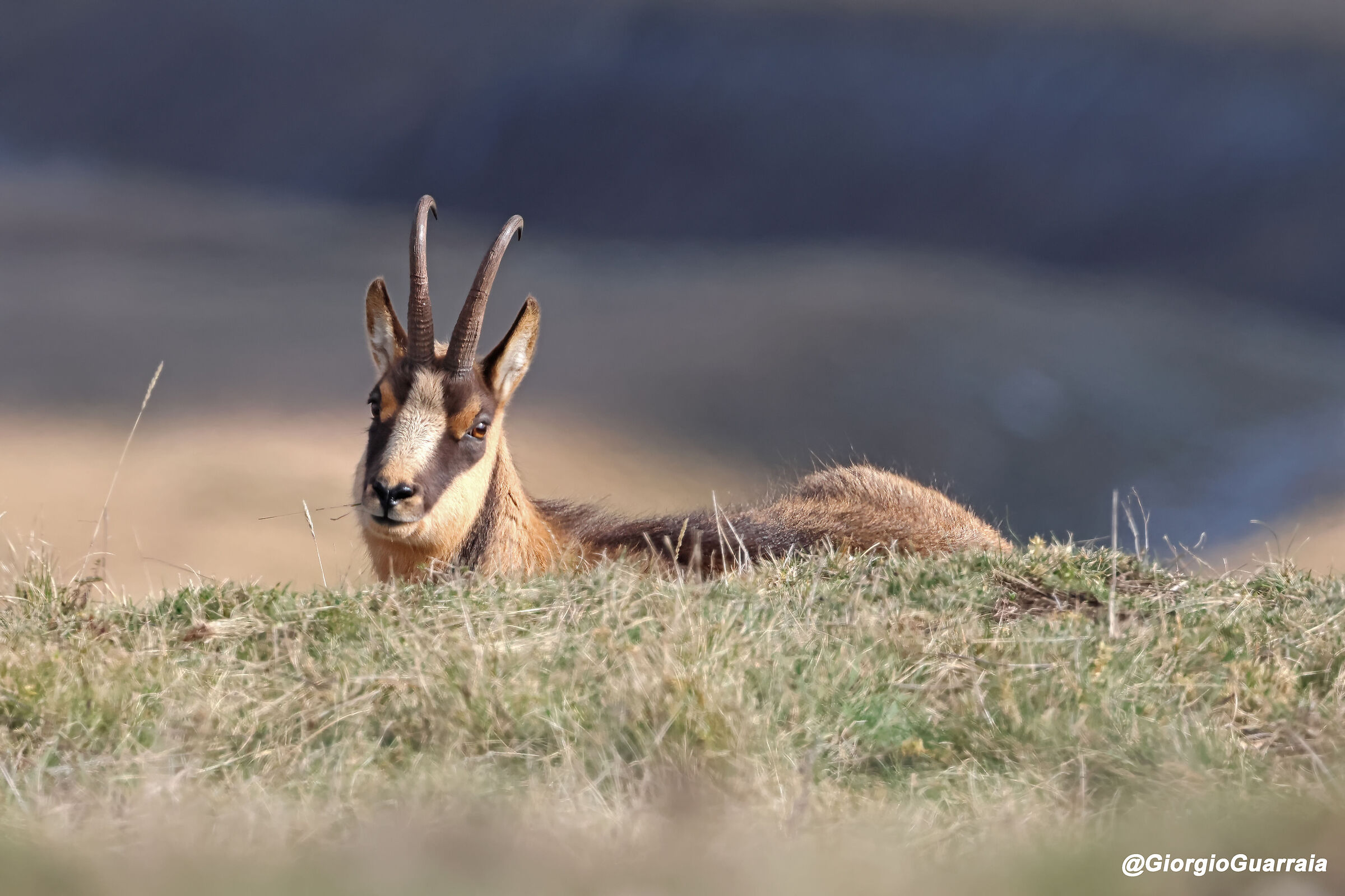 Camoscio appenninico