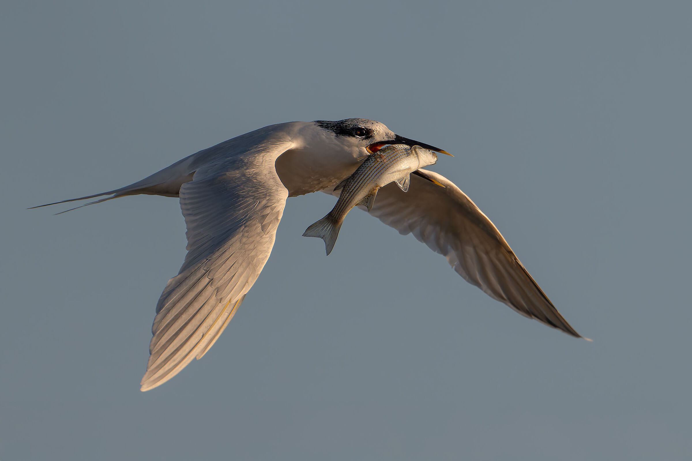 SANDWICH TERN