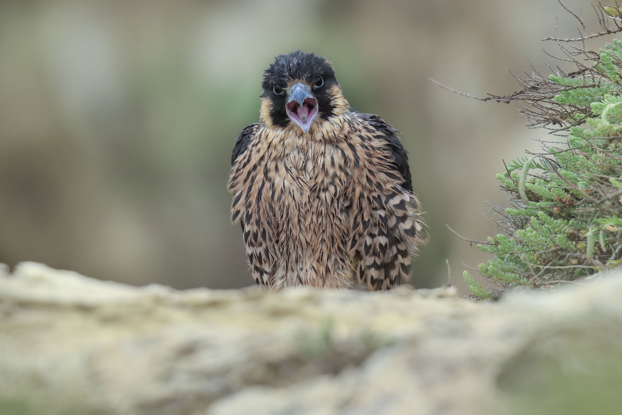 falco pellegrino giovane