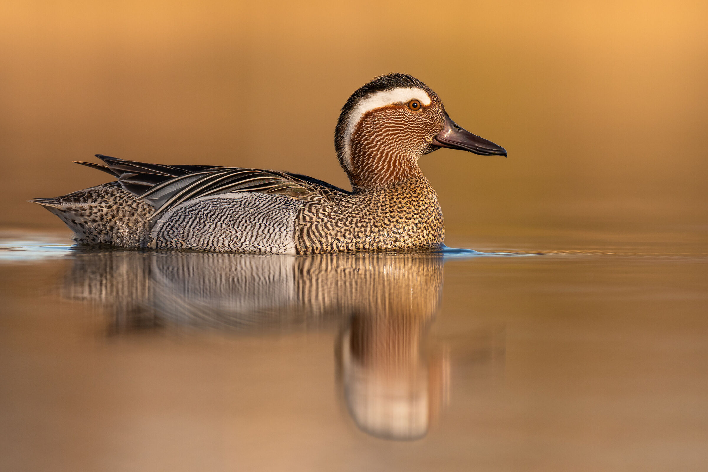 Garganey