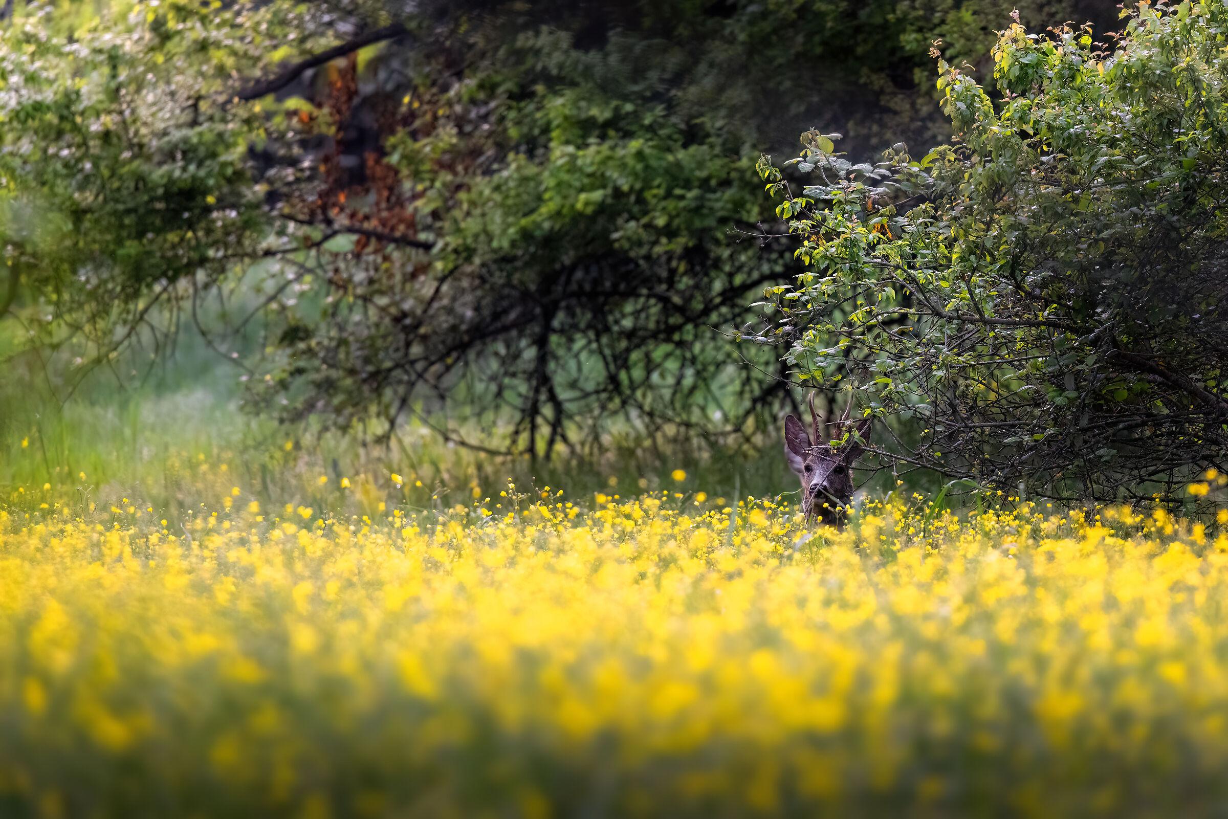 Capriolo m. | Capreolus capreolus (Aprile 2025)