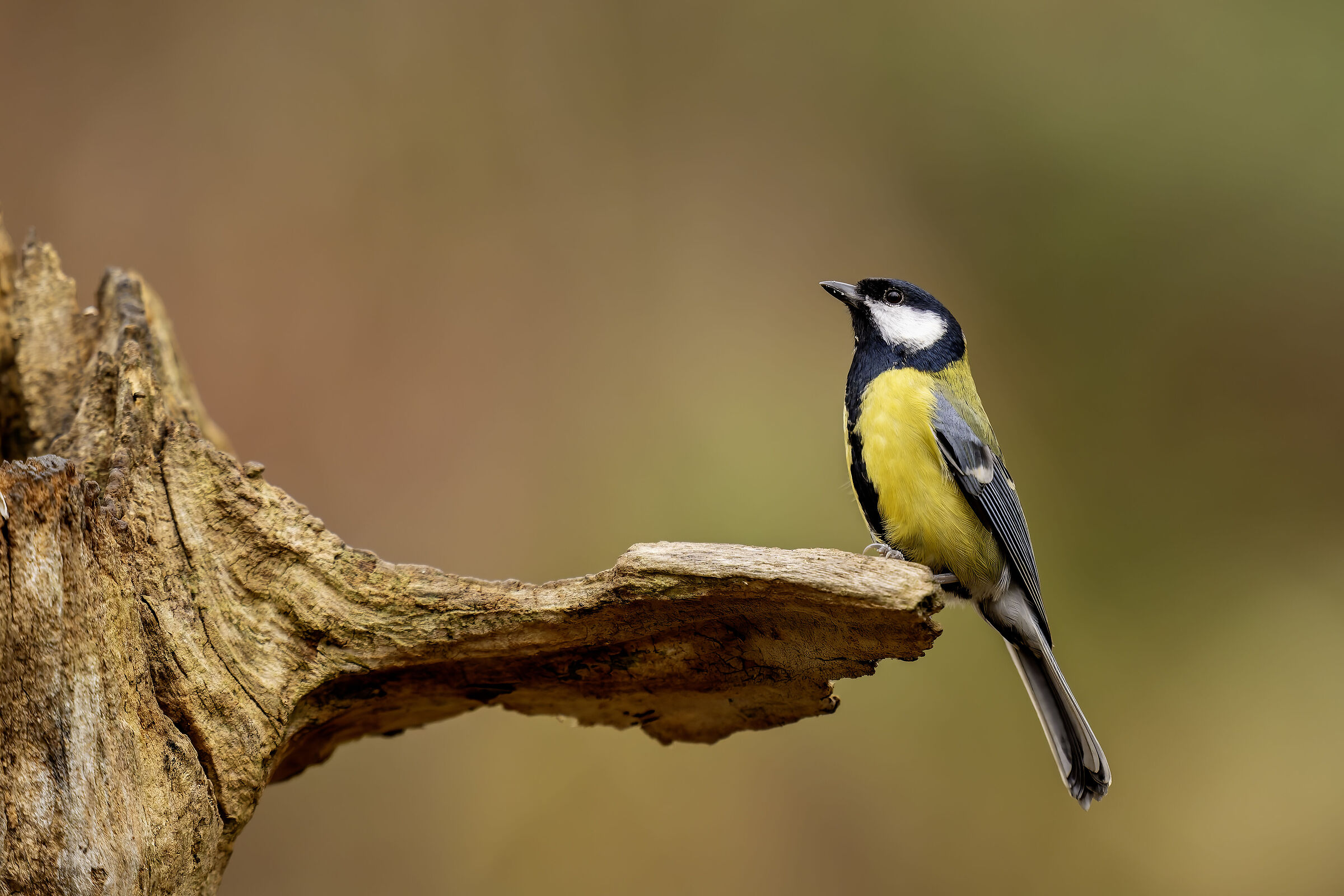 Great (Parus major)