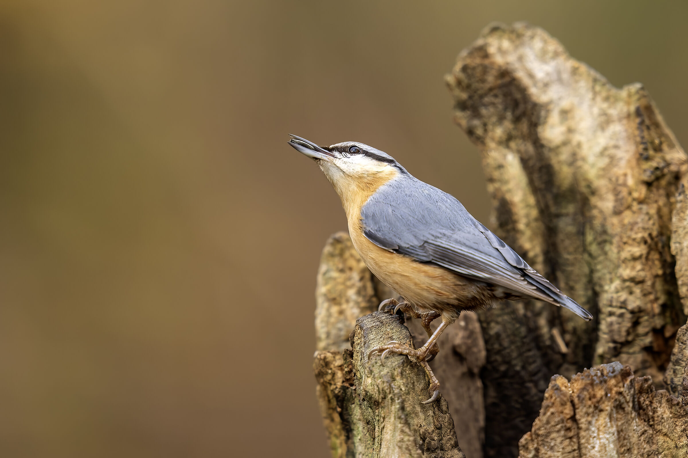 Nuthatch in autumn