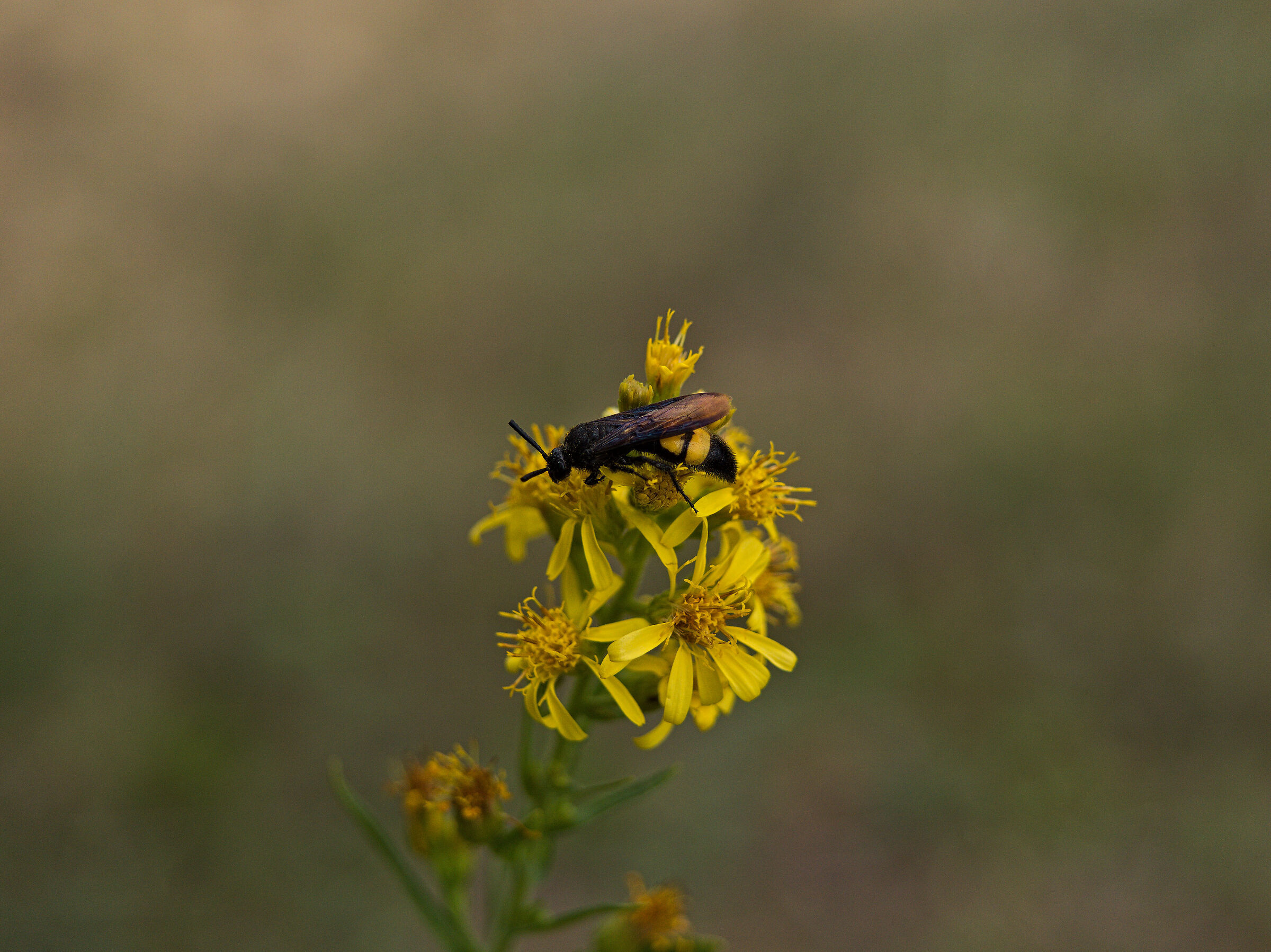 Wasp