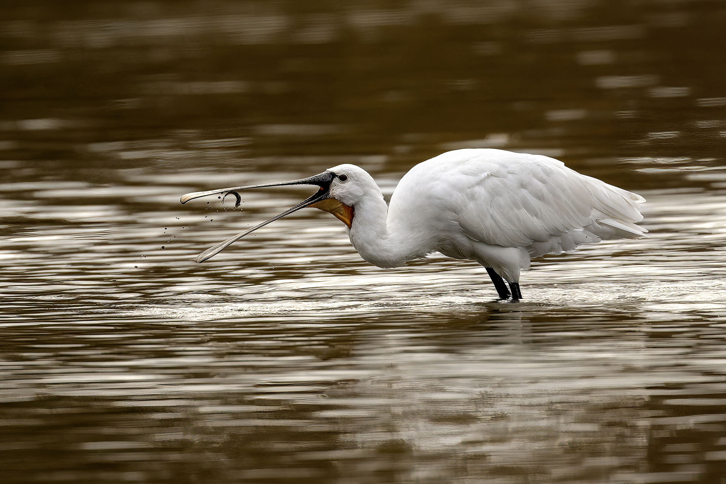 Oops.... Spatula with fish