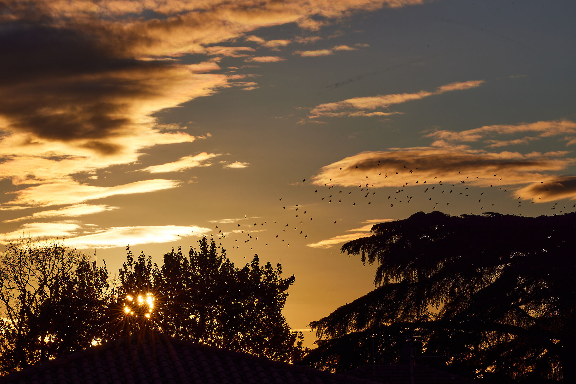 birds