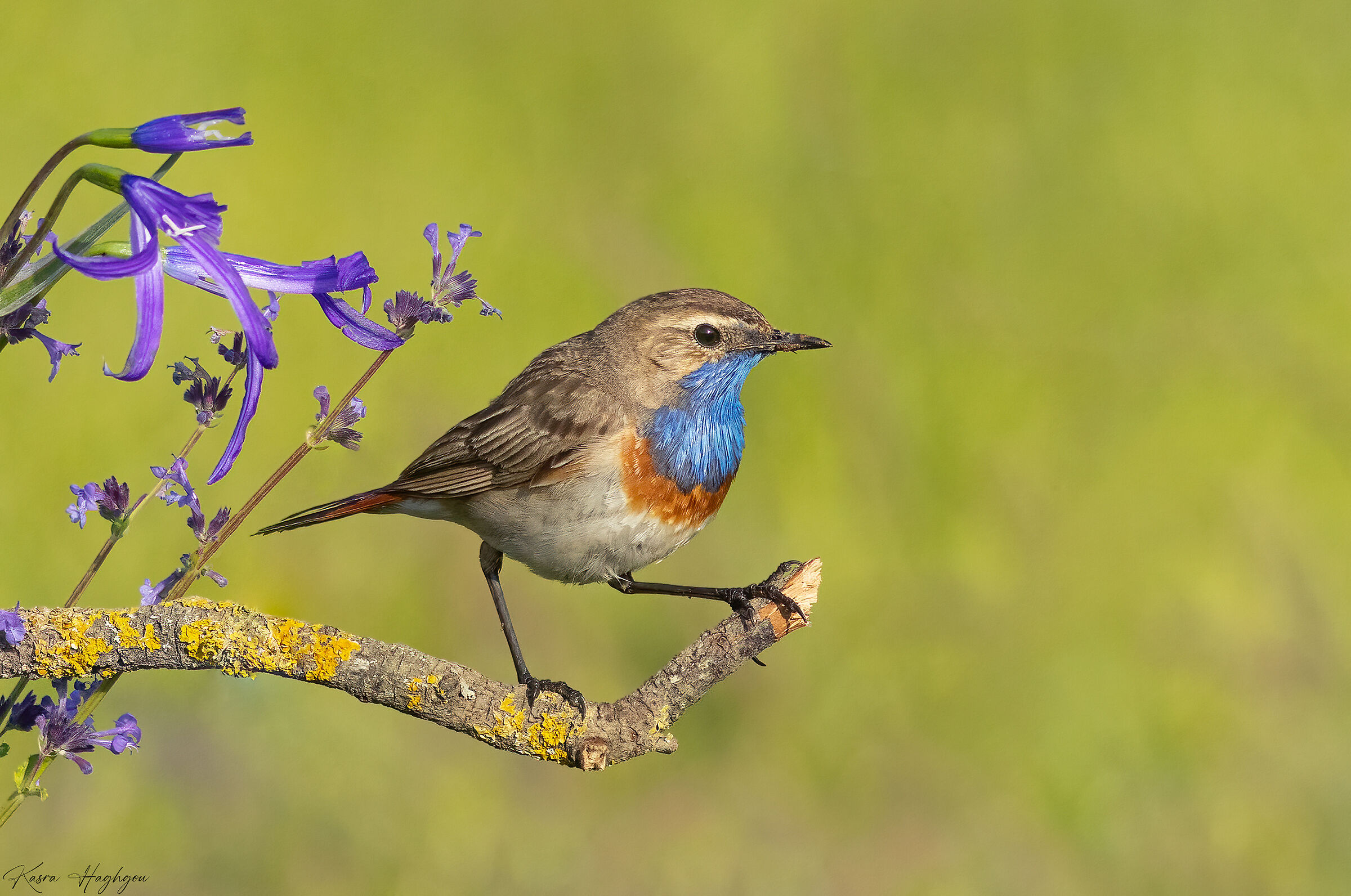 Bluethroat