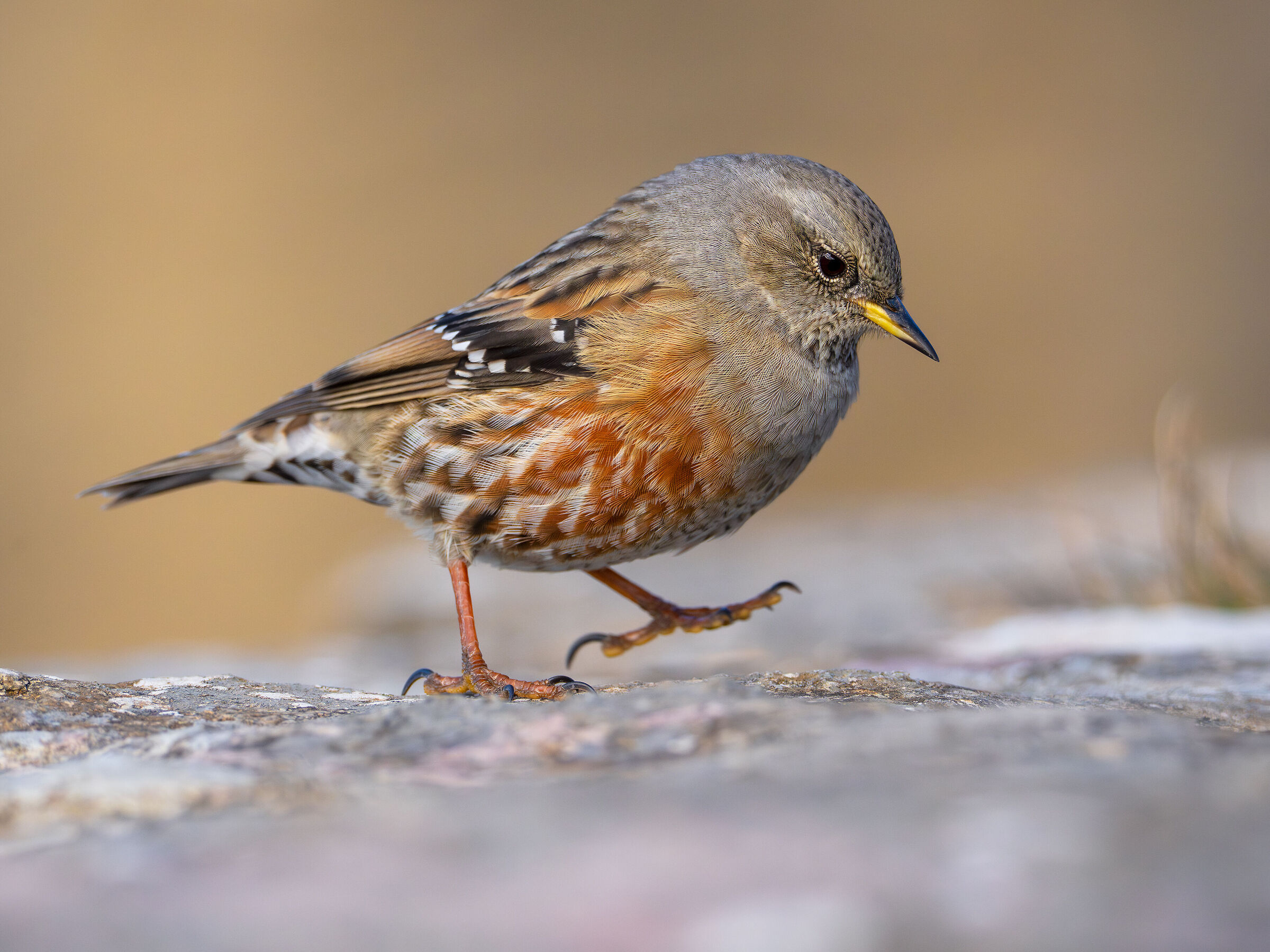 Alpine accentor