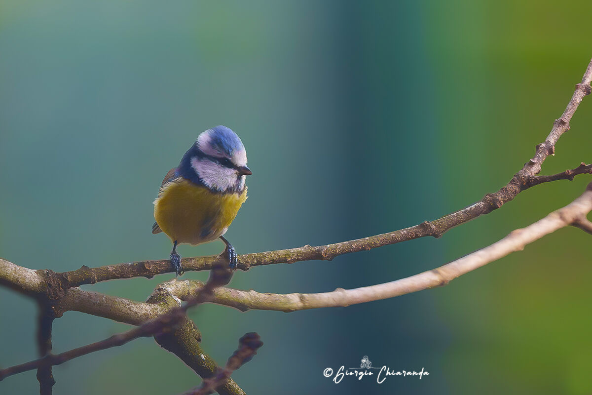 Cinciarella (Cyanistes caeruleus)