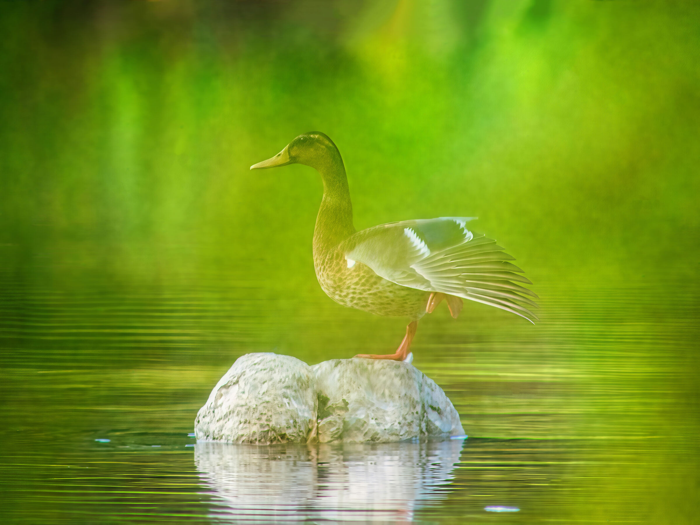 dreamy, Germano Bo-Reale femmina