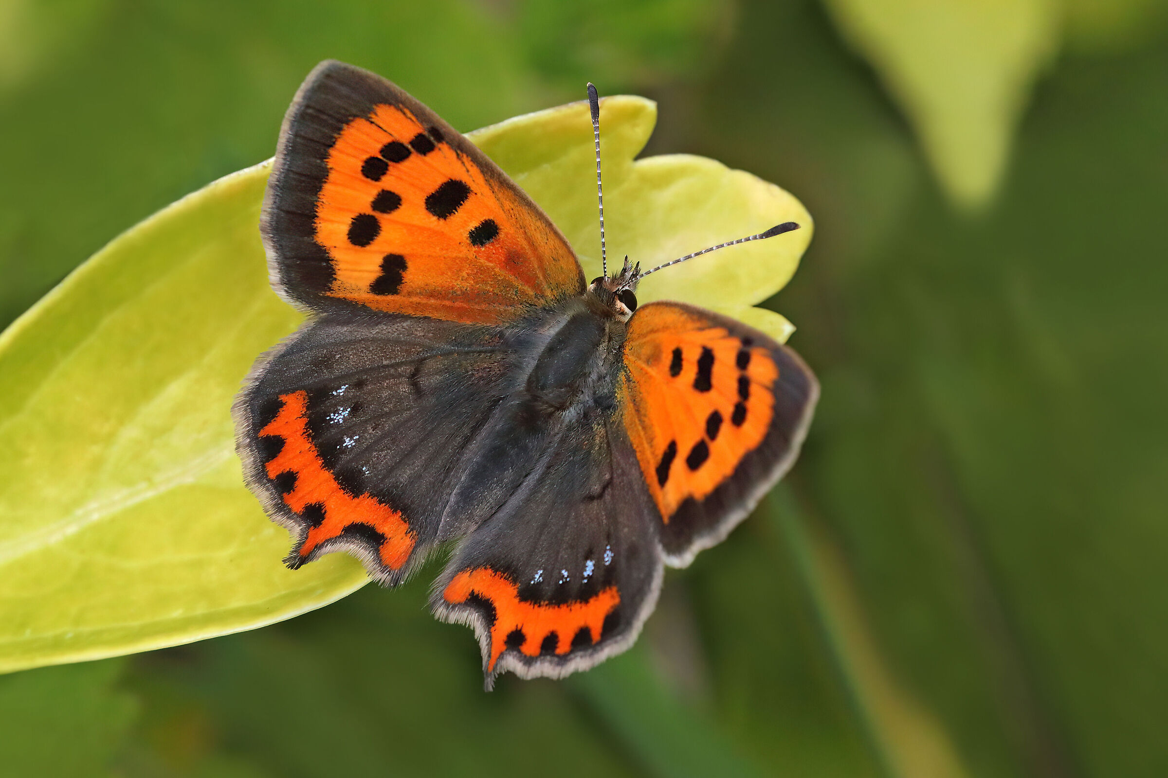 Lycaena phlaeas (esemplare femmina)