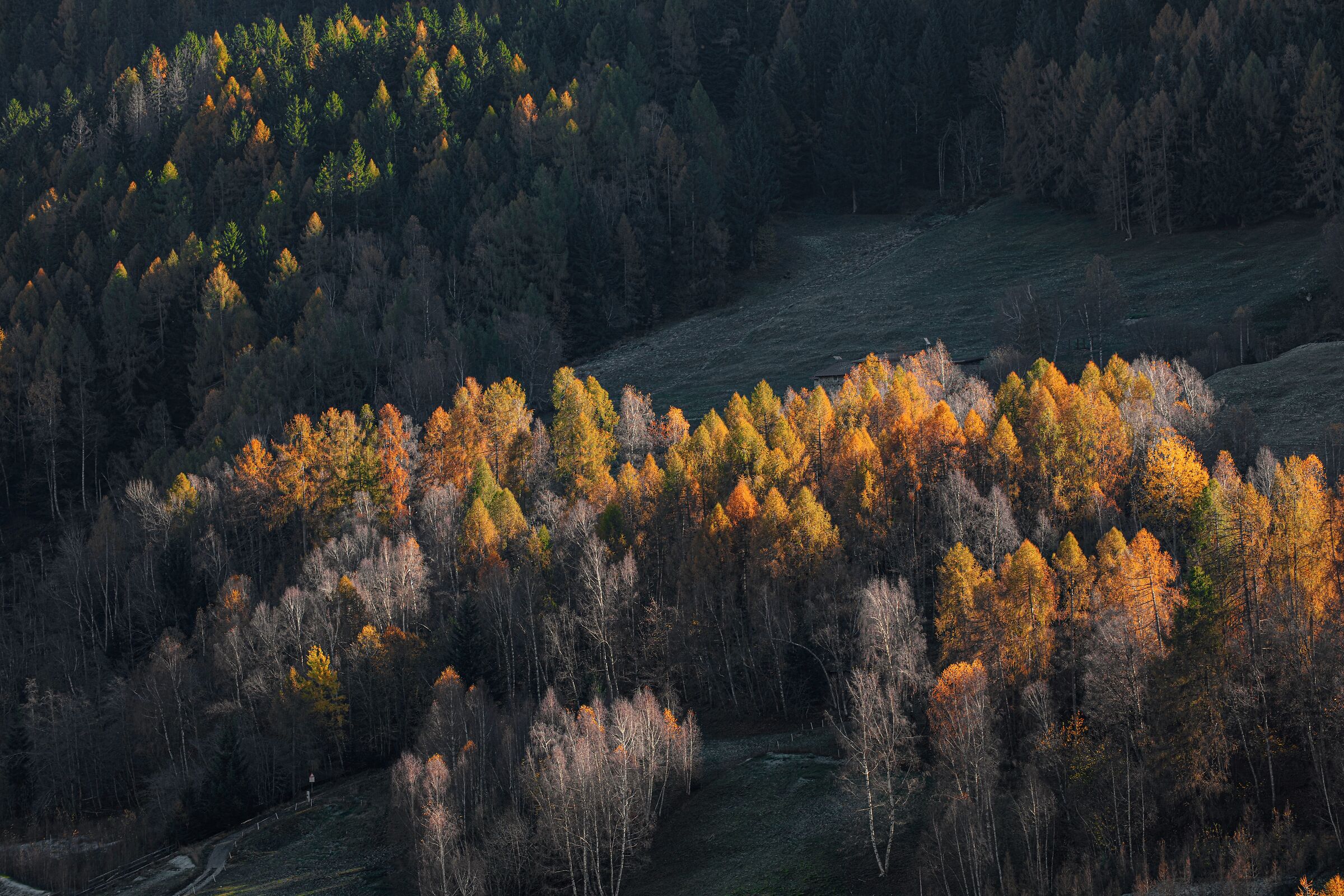 Cime colorate