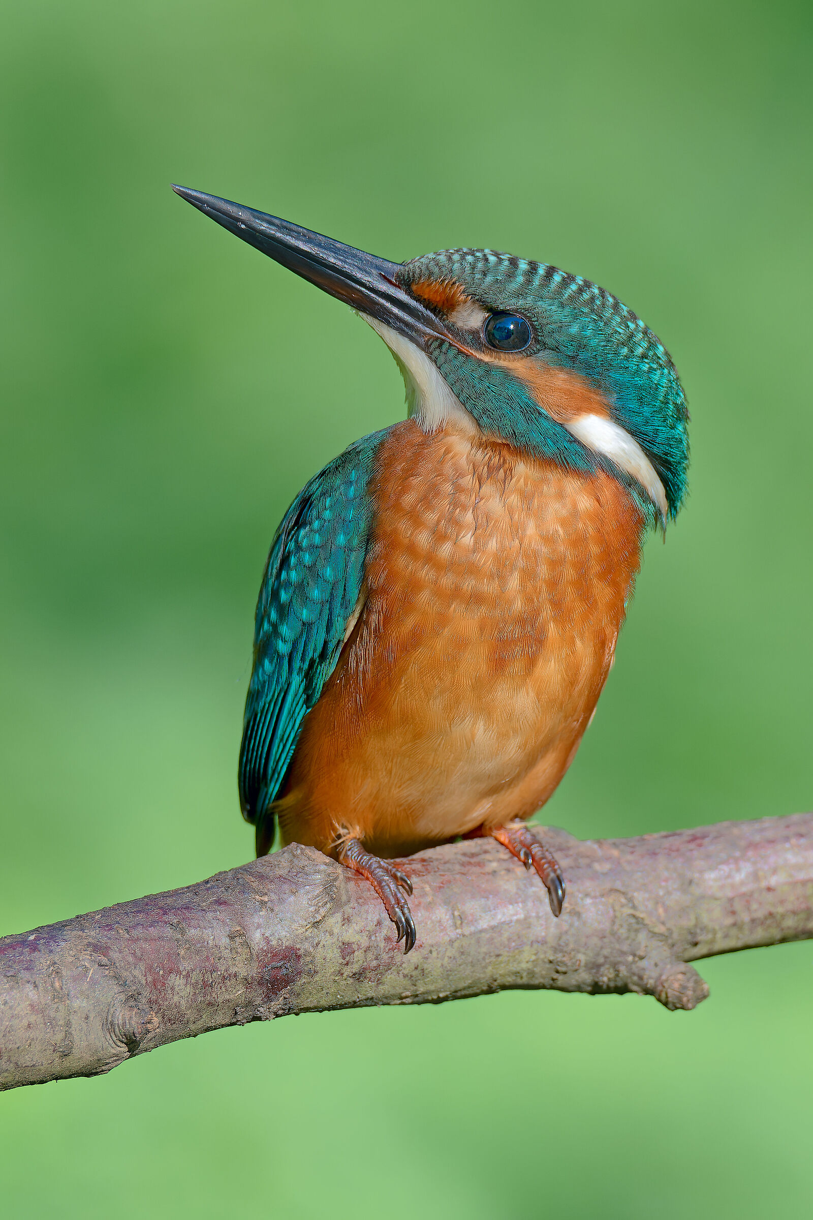 Un maschietto di martino