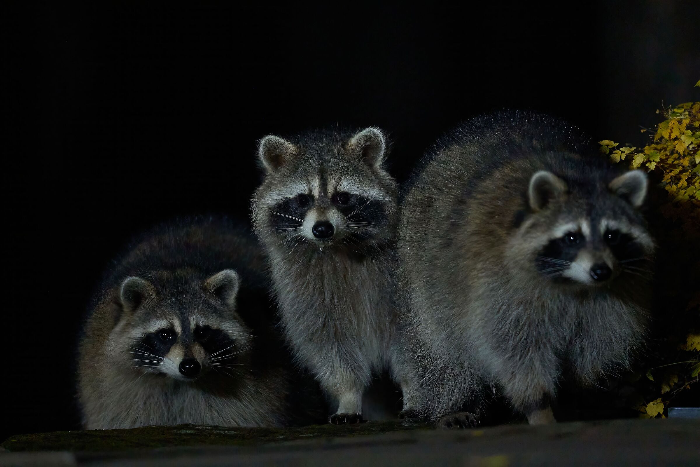 Raccoons (Quebec - Canada)