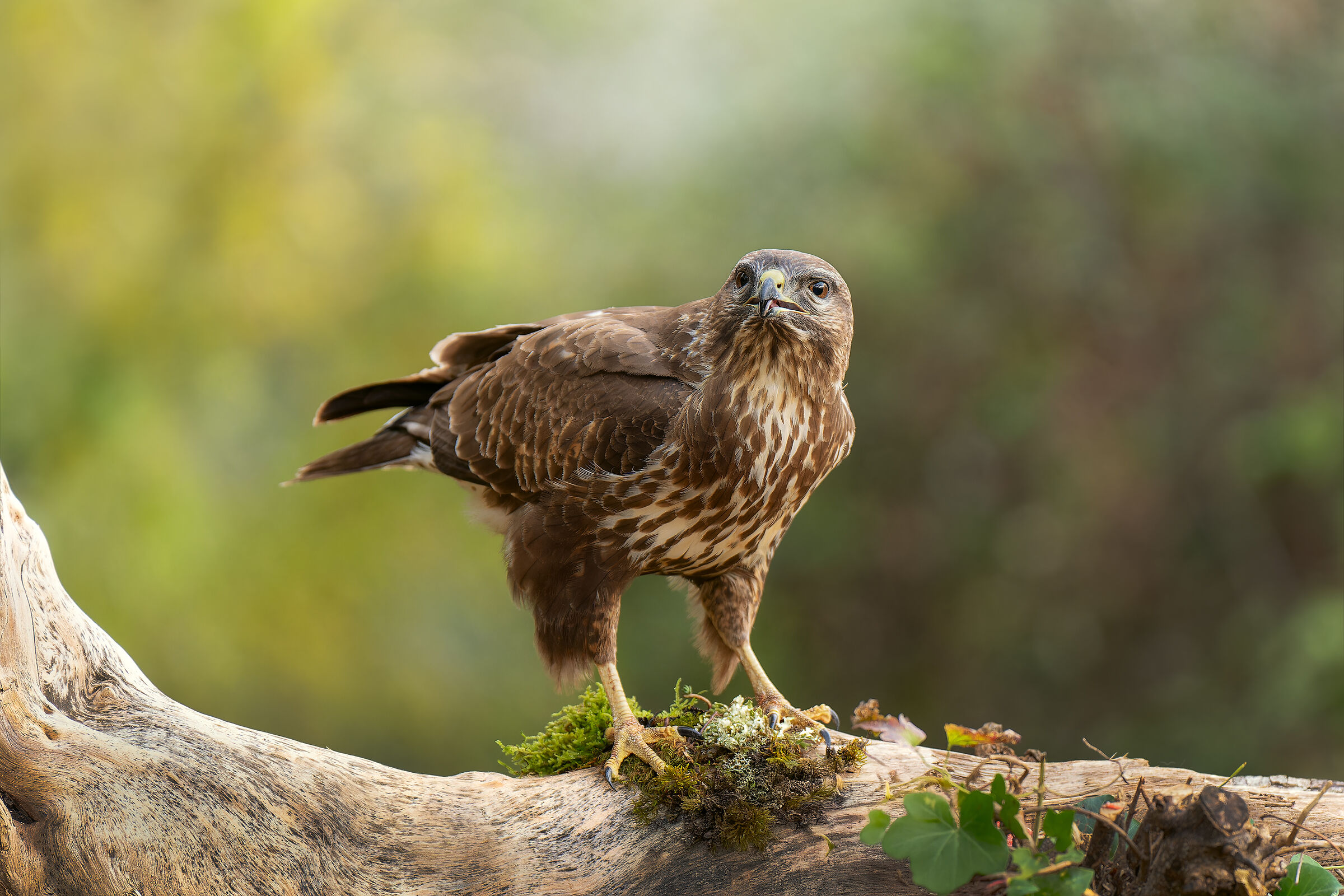 buzzard