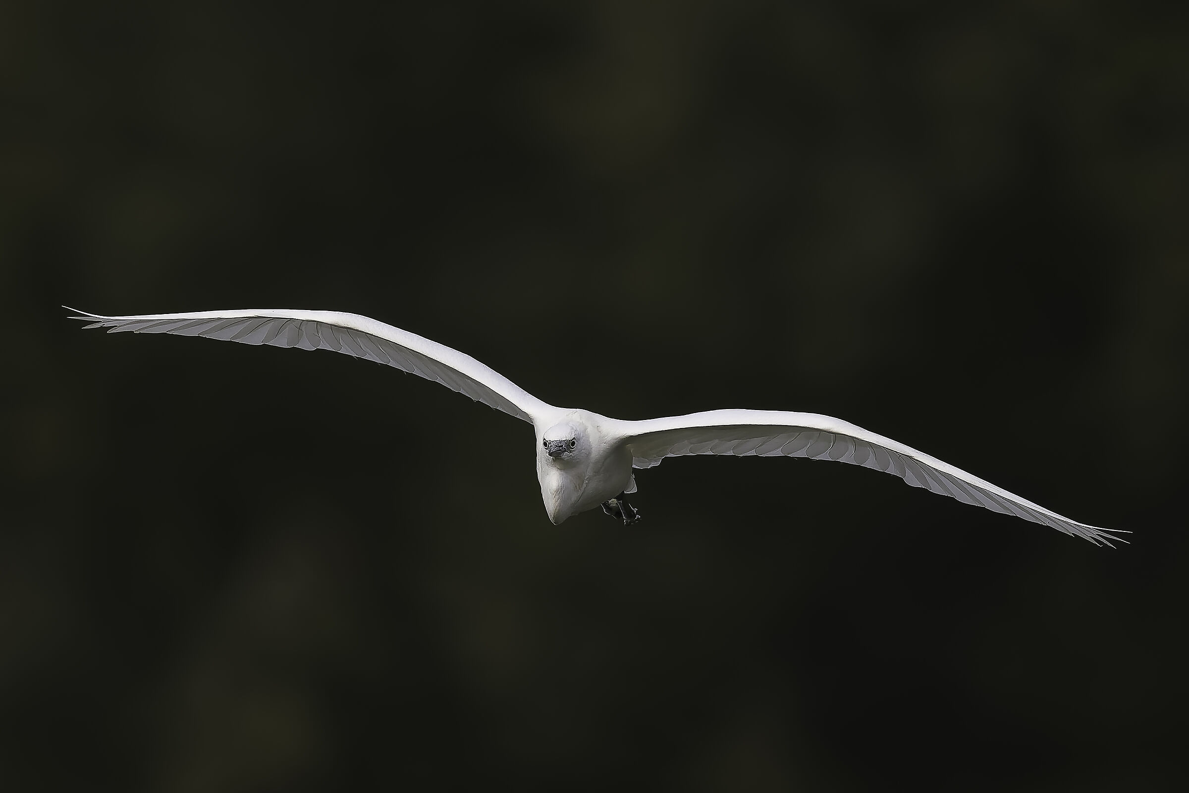 Egretta garzetta