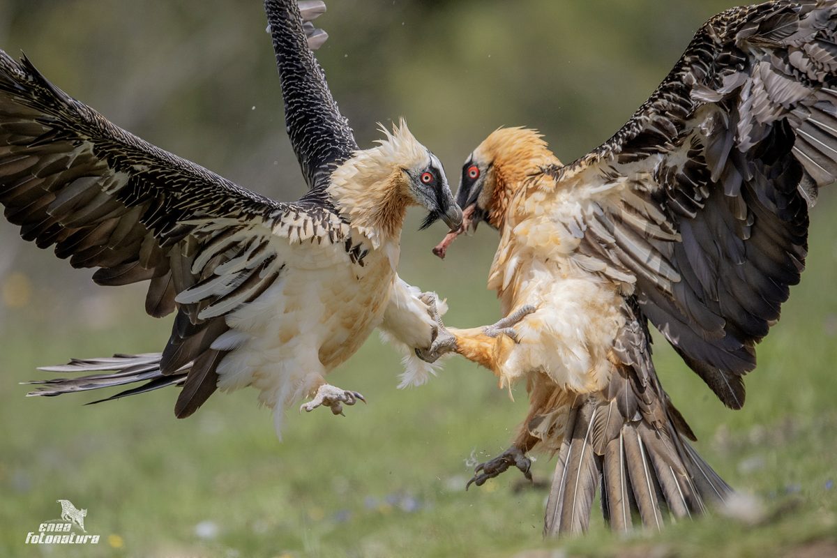 FIGHT