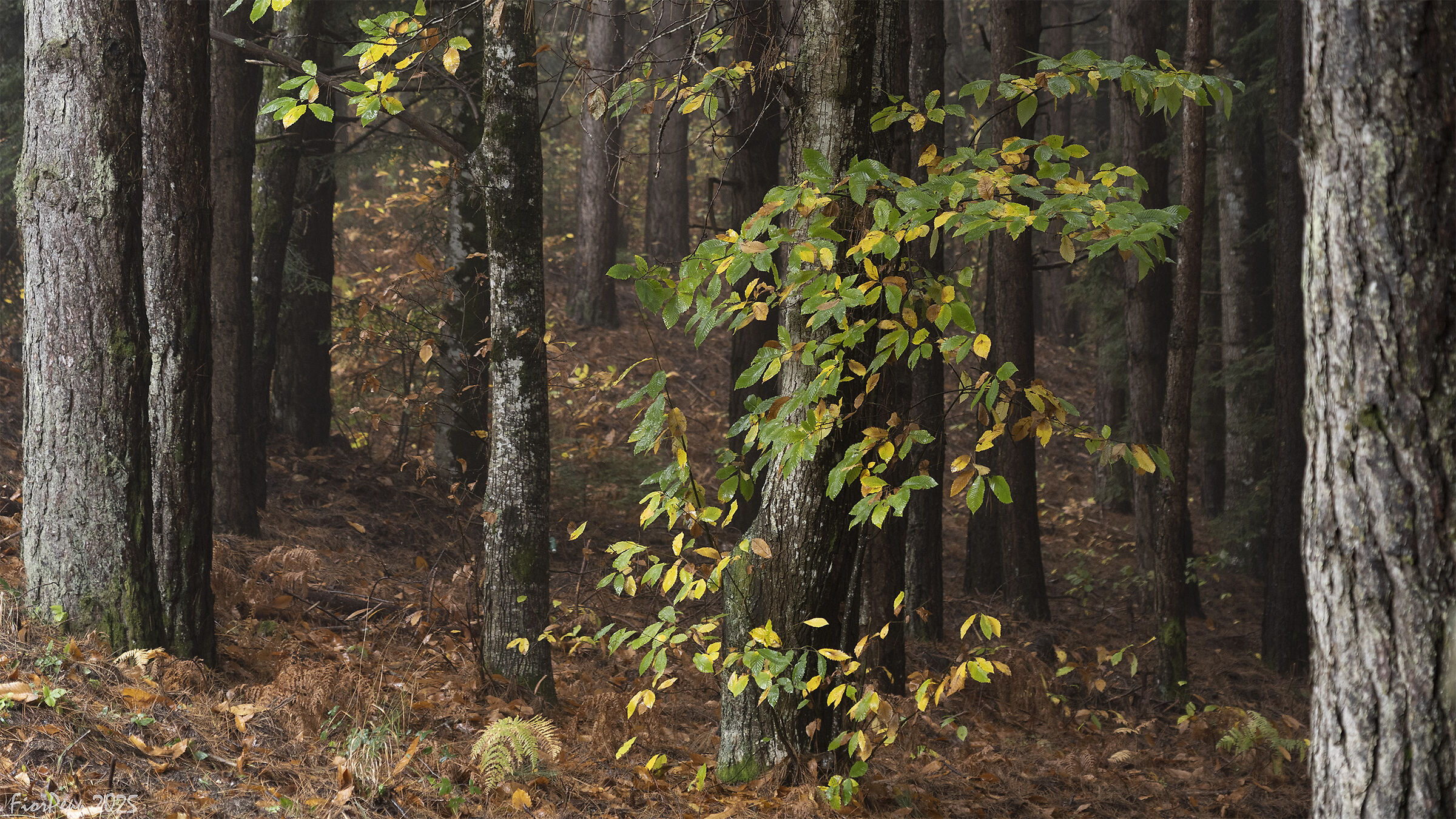 "Nel bosco d'autunno anche il silenzio ha un suono&...